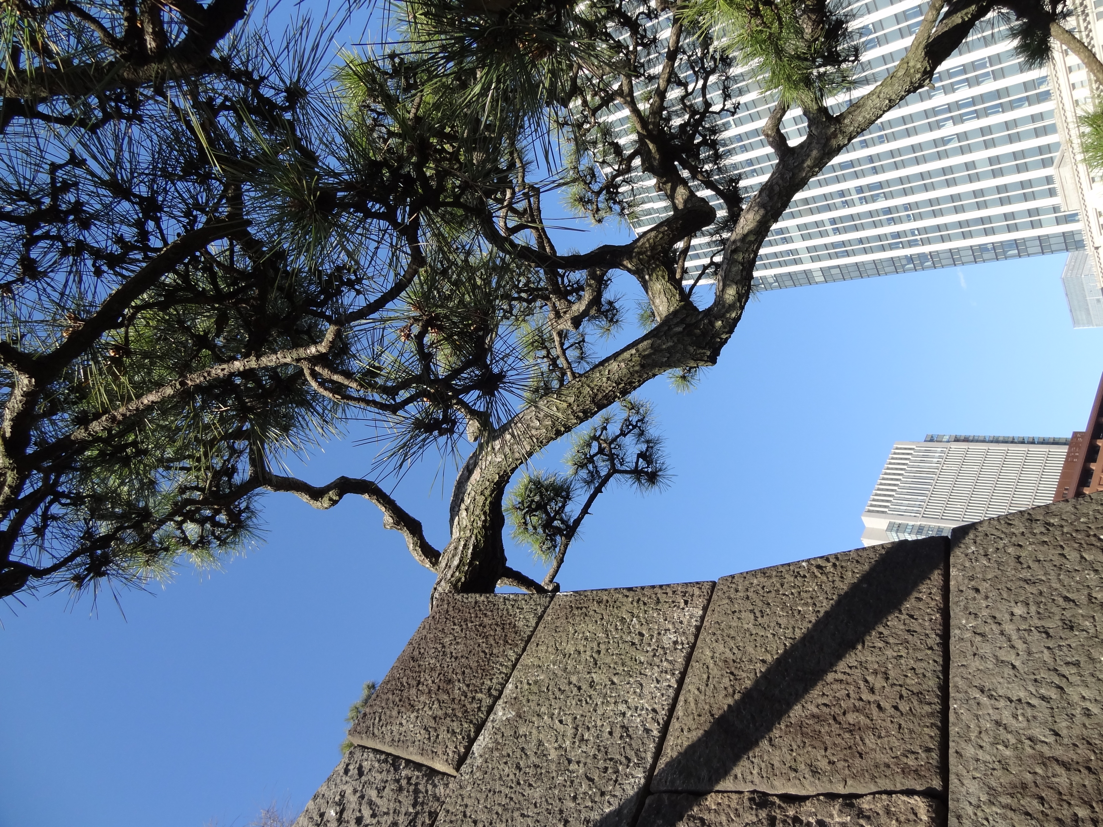 <b>解像感は以前に比べて向上しているが、一部にパープルフリンジが発生している。DSC-HX9V / 約5.8MB / 3,456×4,608 / 1/640秒 / F3.3 / -0.3EV / ISO100 / WB:オート / 4.3mm</b>