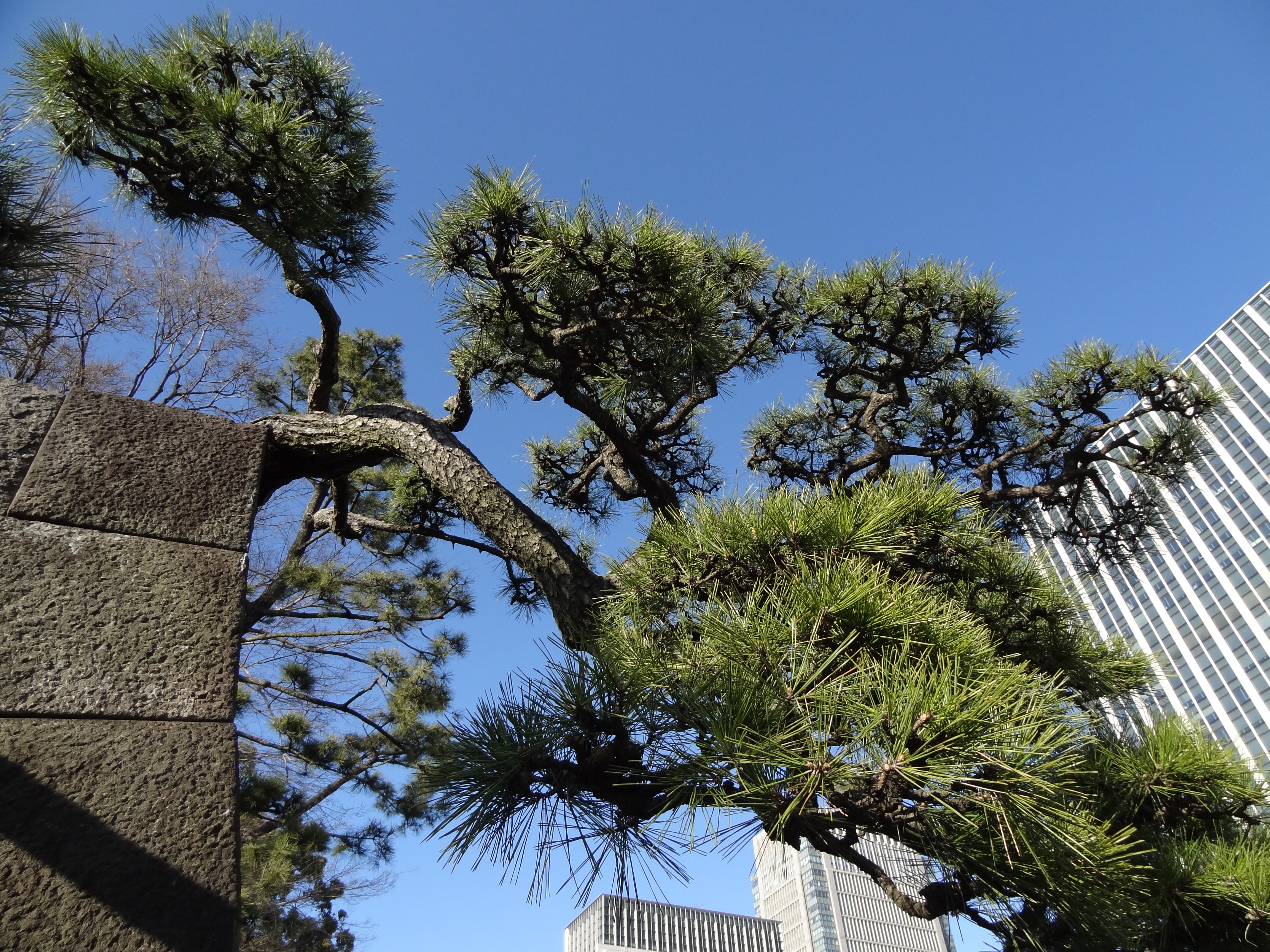 <b>DSC-HX9V / 約6.0MB / 4,608×3,456 / 1/640秒 / F3.3 / -0.3EV / ISO100 / WB:オート / 4.3mm</b>