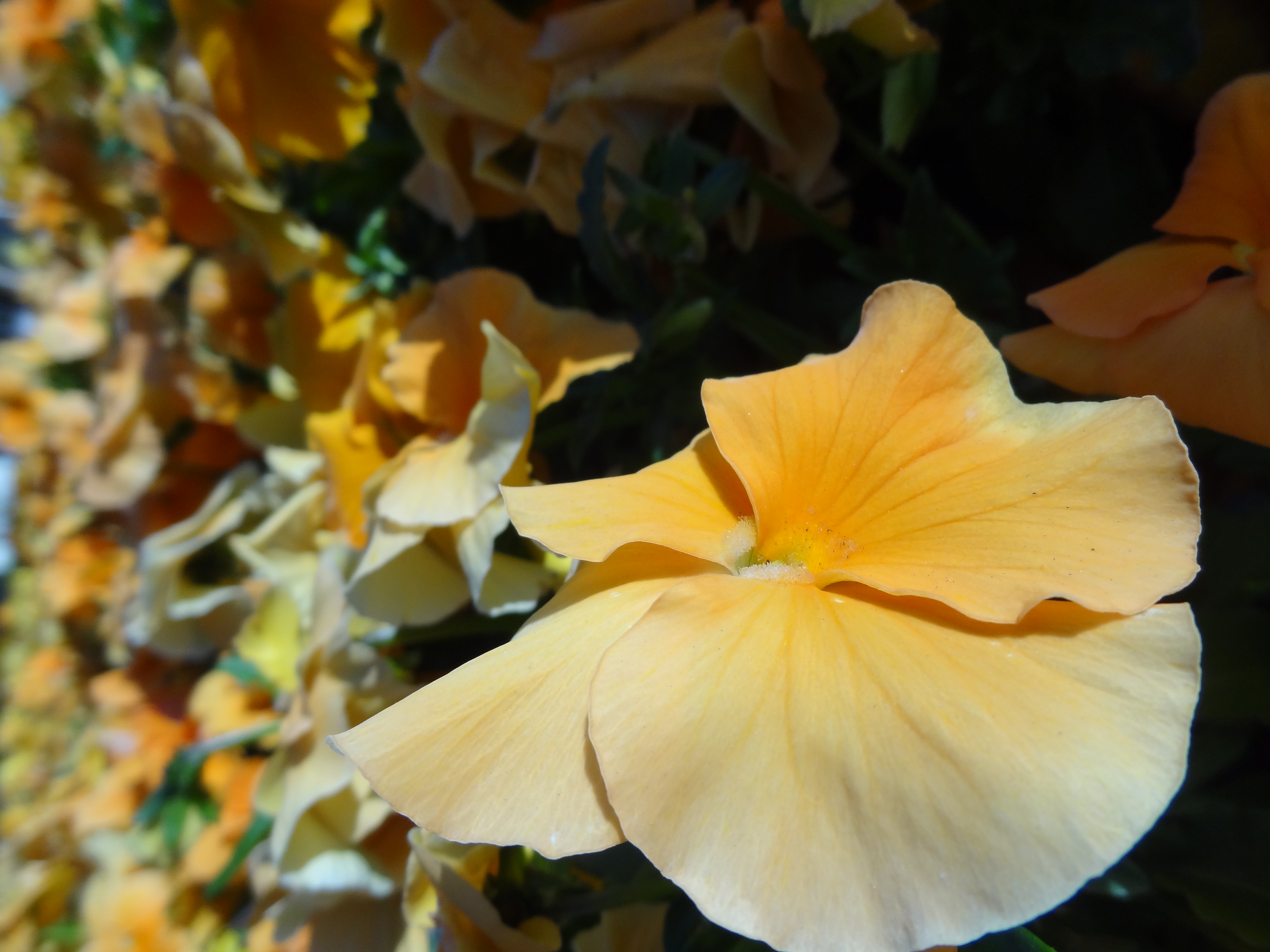 <b>DSC-HX9V / 約2.7MB / 3,456×4,608 / 1/1,000秒 / F3.3 / 0.0EV / ISO100 / WB:オート / 4.3mm</b>