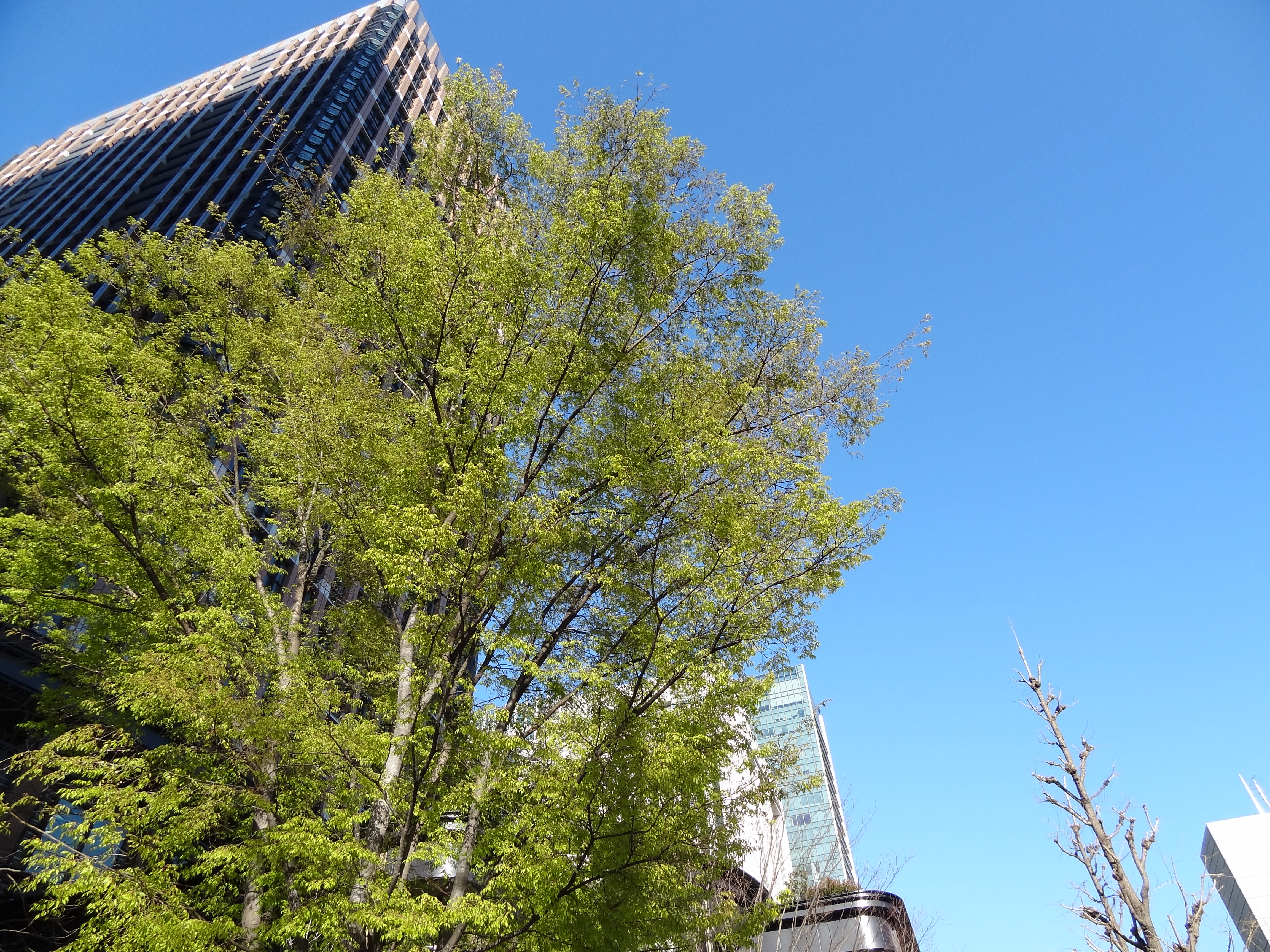 <b>DSC-HX9V / 約6.1MB / 4,608×3,456 / 1/500秒 / F3.3 / 0.0EV / ISO100 / WB:オート / 4.3mm</b>