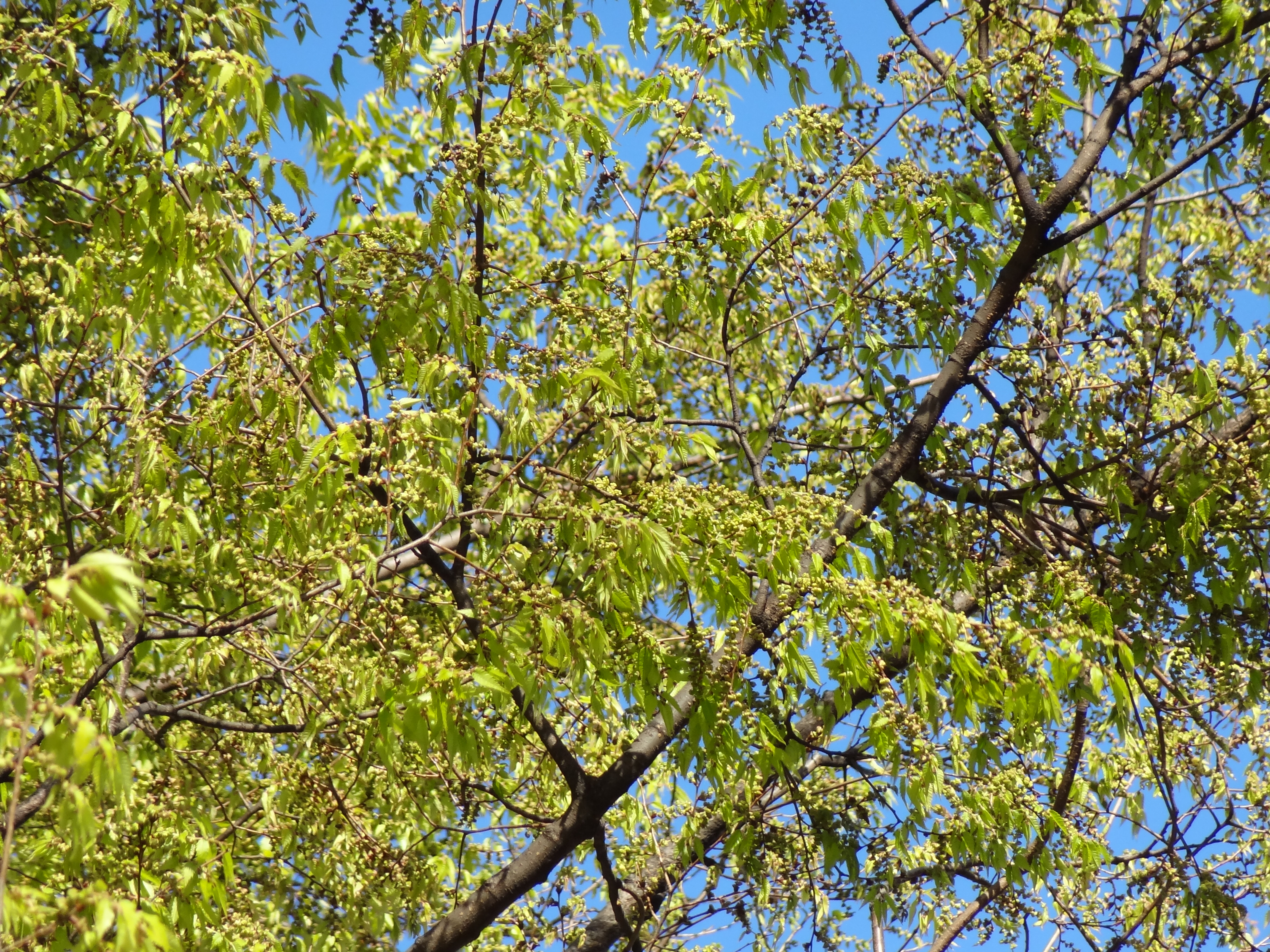 <b>DSC-HX9V / 約5.5MB / 4,608×3,456 / 1/250秒 / F5.9 / 0.0EV / ISO160 / WB:オート / 68.5mm</b>