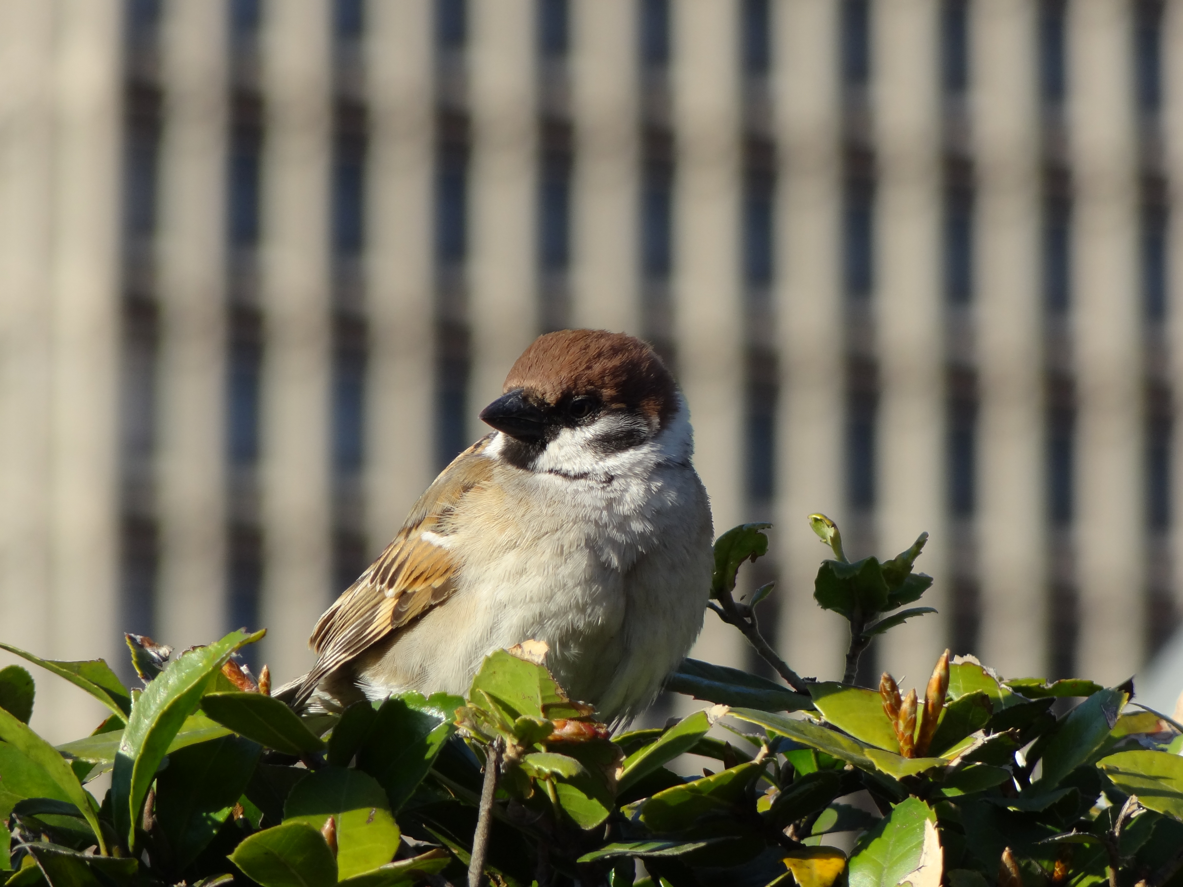 <b>DSC-HX9V / 約3.1MB / 4,608×3,456 / 1/250秒 / F5.9 / 0.0EV / ISO125 / WB:オート / 68.5mm</b>