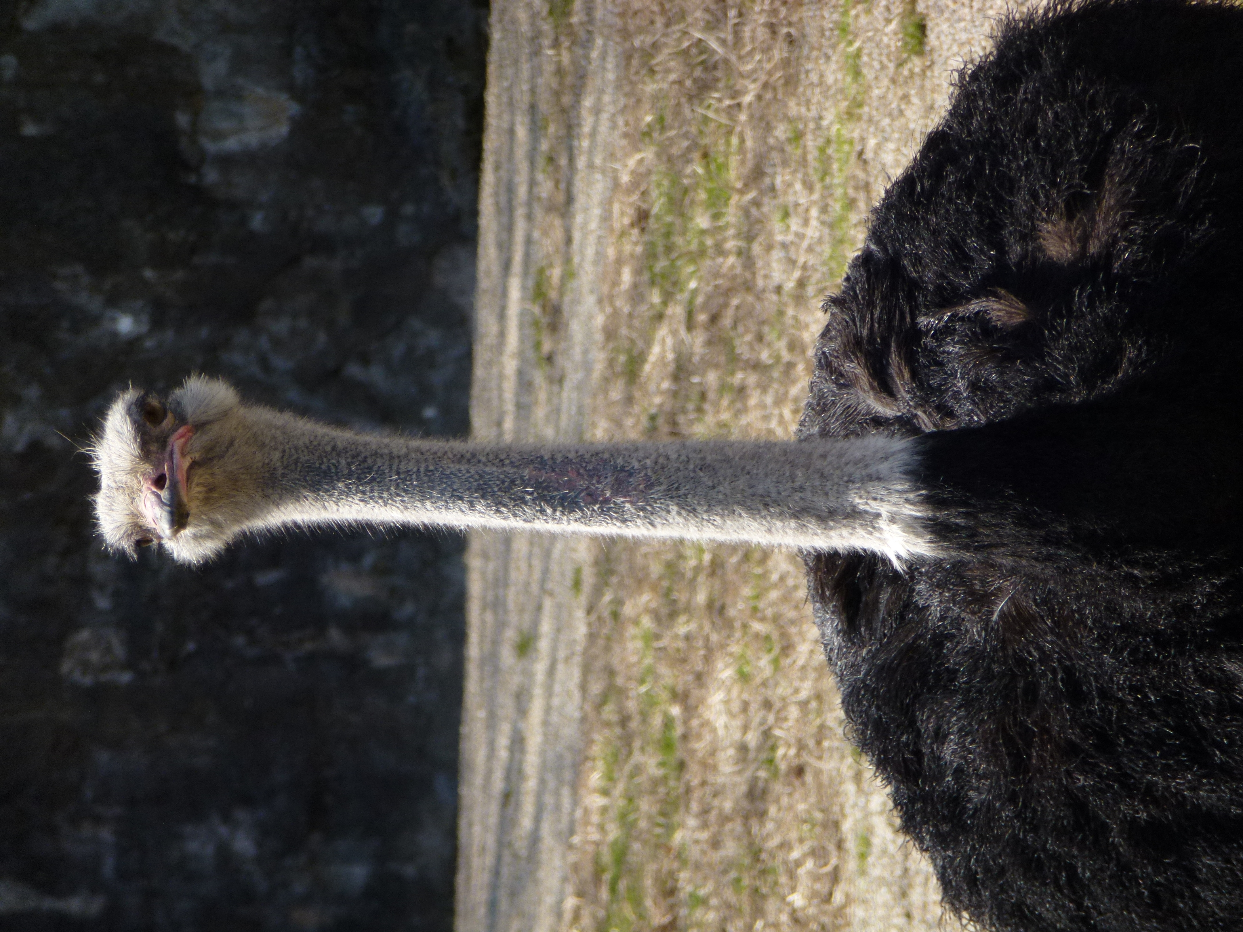 <b>DMC-TZ20 / 5.3MB / 3,240×4,320 / 1/250秒 / F5.9 / -0.3EV / ISO100 / WB:オート / 68.8mm</b>