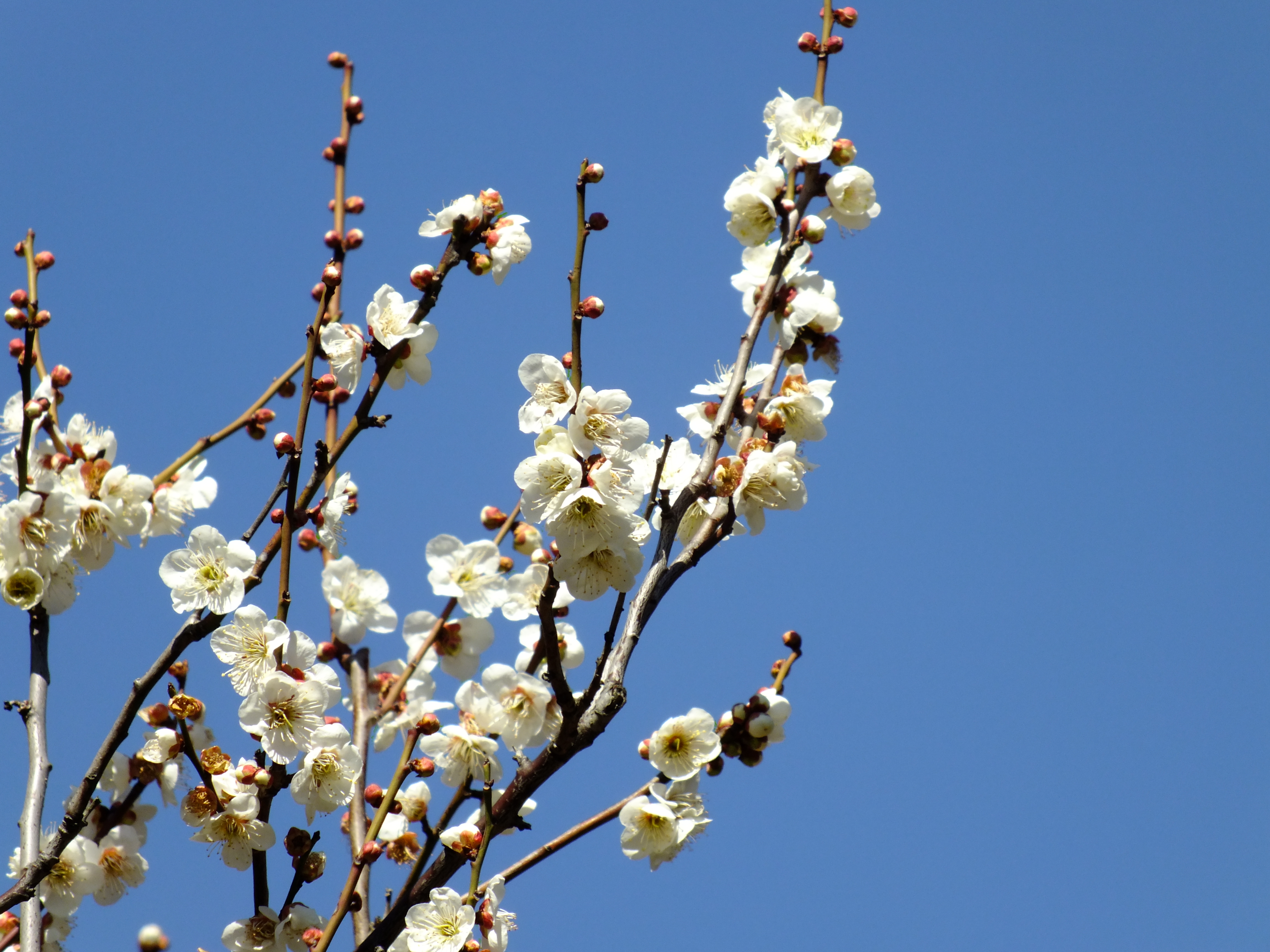 <strong>ベルビア / FinePix HS20EXR / 4,608×3,456 / 1/400秒 / F6.4 / 0EV / ISO100 / プログラム / WB:オート / 56.7mm</strong>