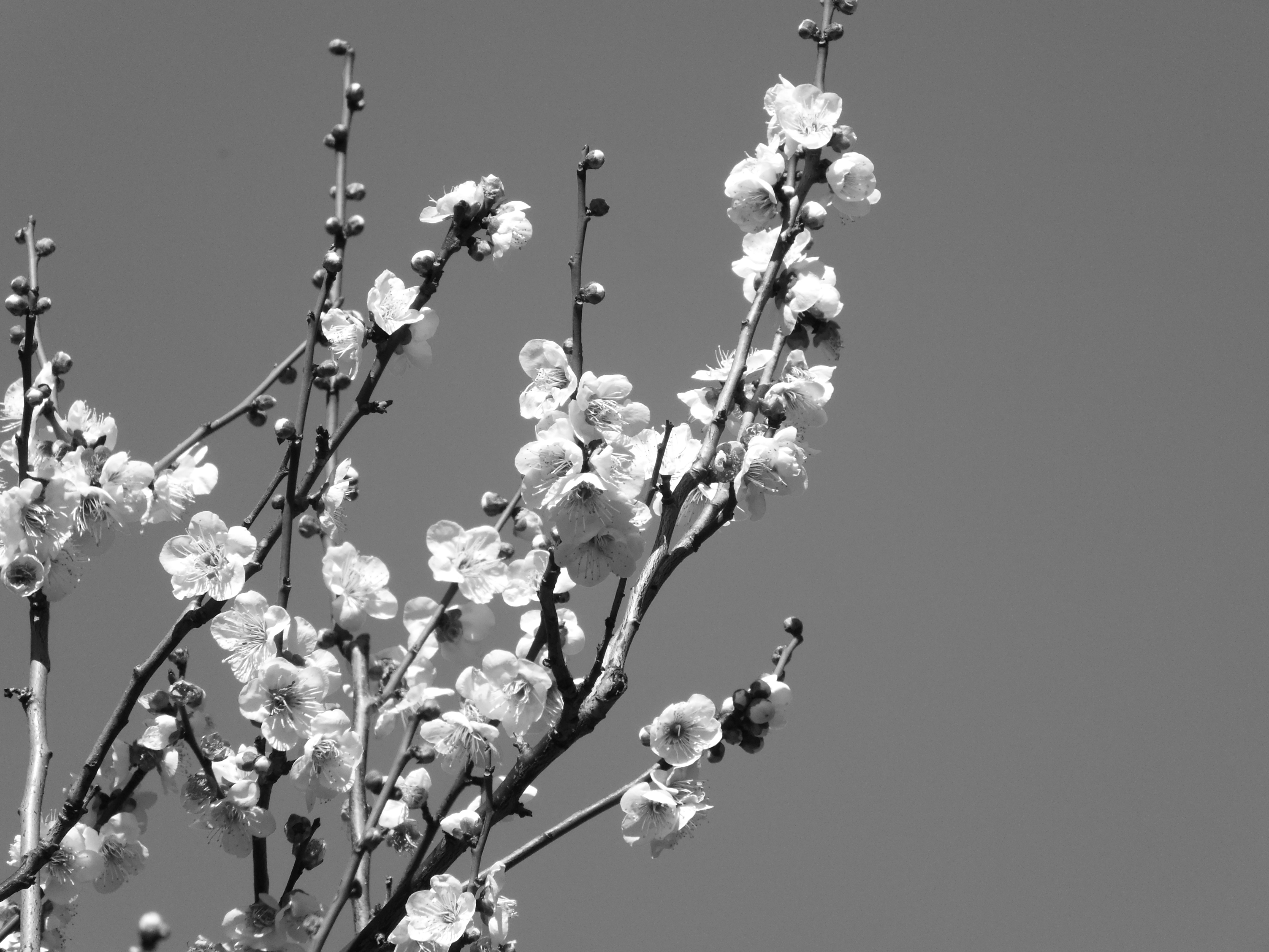 <strong>モノクロ / FinePix HS20EXR / 4,608×3,456 / 1/400秒 / F6.4 / 0EV / ISO100 / プログラム / WB:オート / 56.7mm</strong>