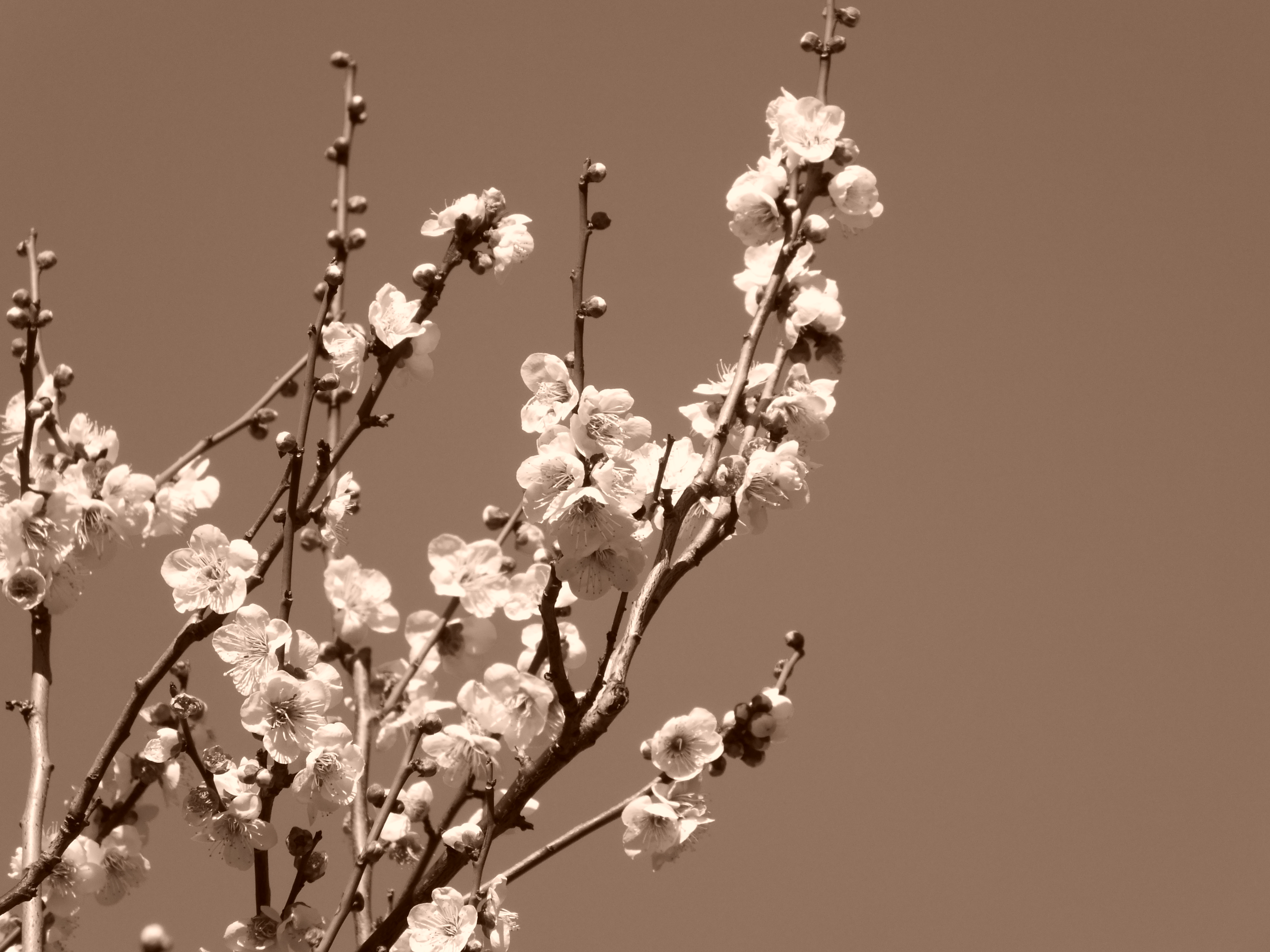 <strong>セピア / FinePix HS20EXR / 4,608×3,456 / 1/400秒 / F6.4 / 0EV / ISO100 / プログラム / WB:オート / 56.7mm</strong>