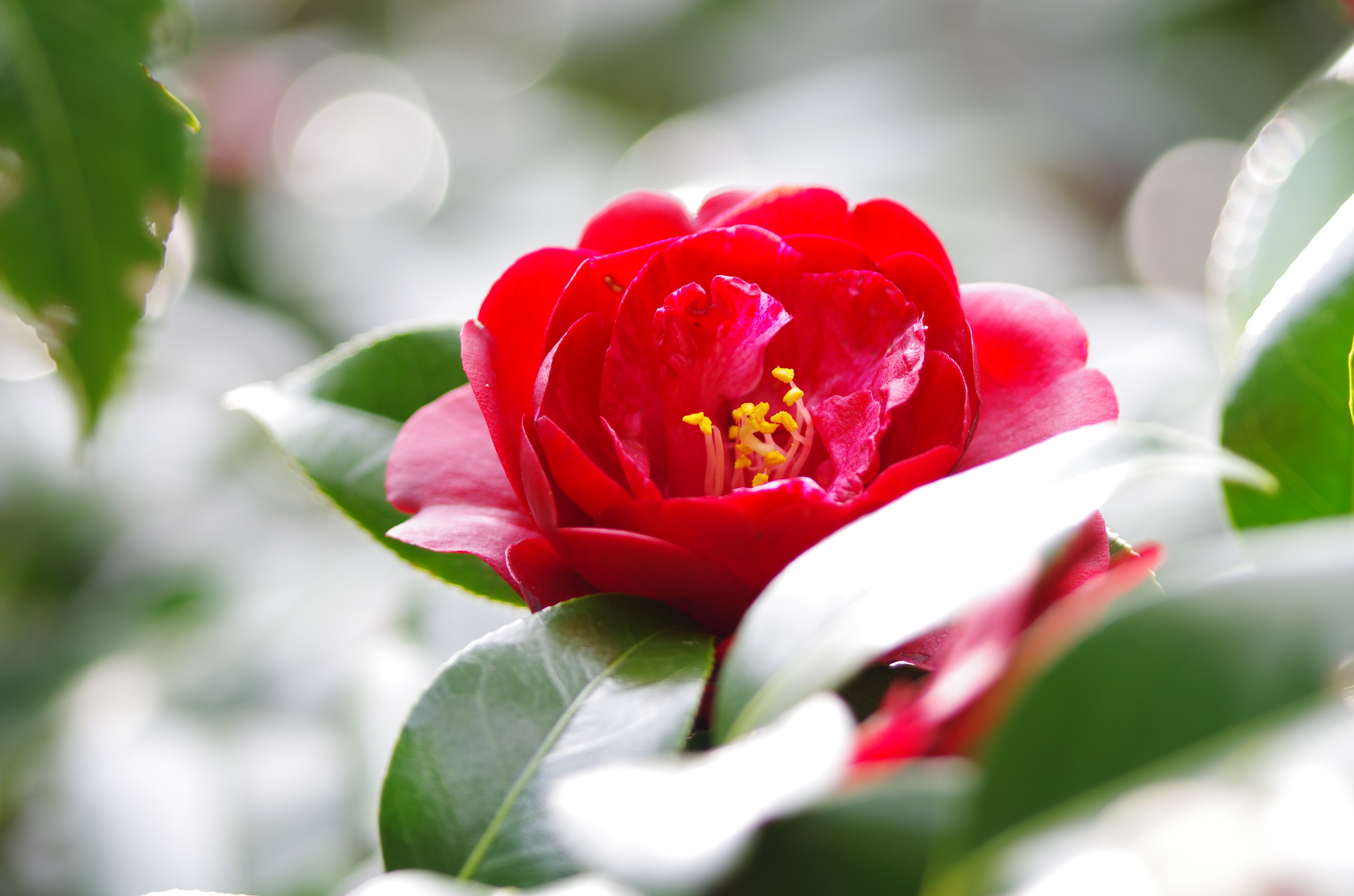 <b>DA★ 60-250mm F4 ED [IF] SDM / 4,978×3,264 / 1/100秒 / F4 / 0EV / ISO200 / WB:オート / 250mm</b>