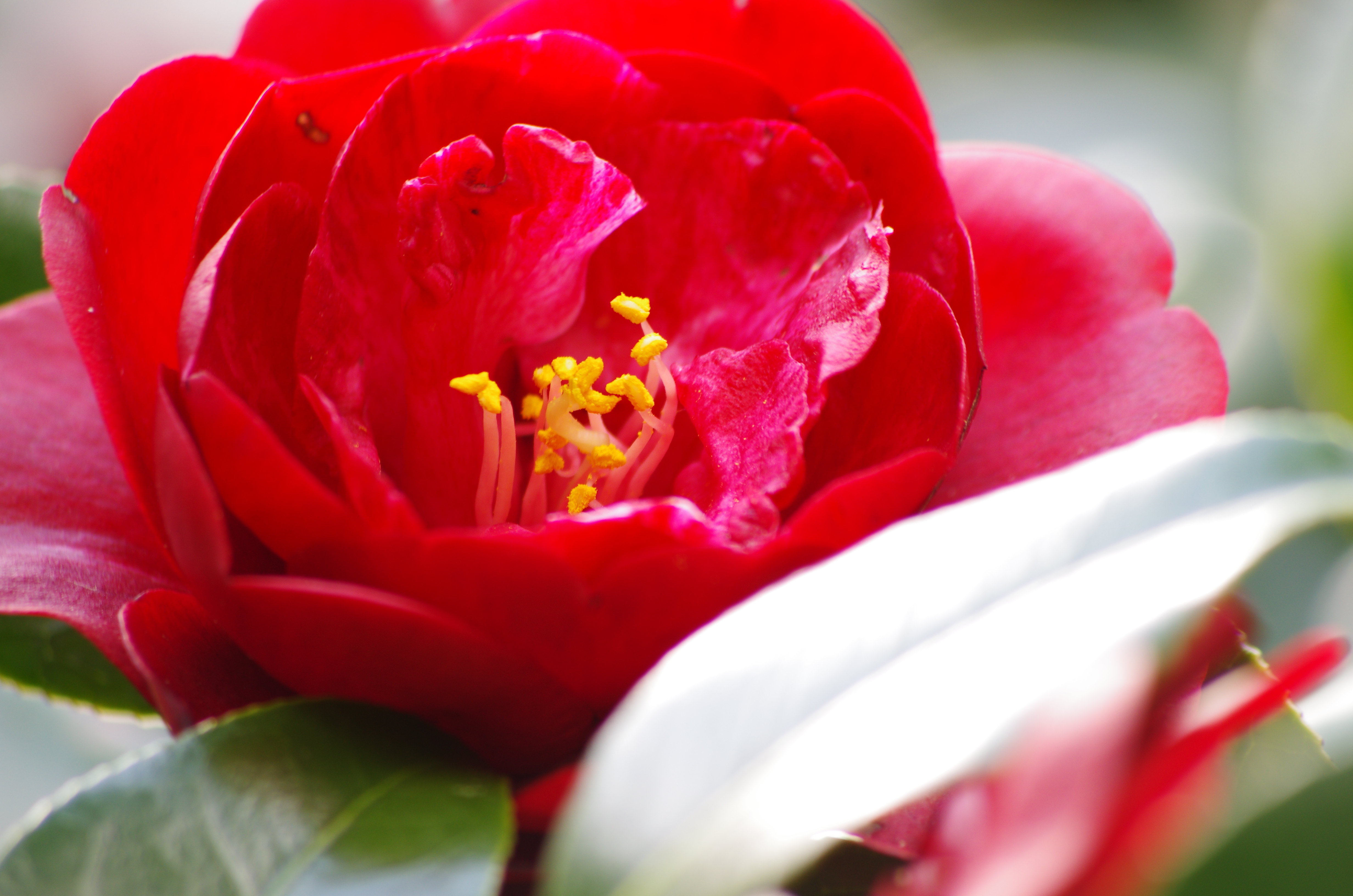 <b>DA 55-300mm F4-5.8 ED　/ 4,978×3,264 / 1/25秒 / F6.3 / +0.7EV / ISO200 / WB:オート / 300mm</b>