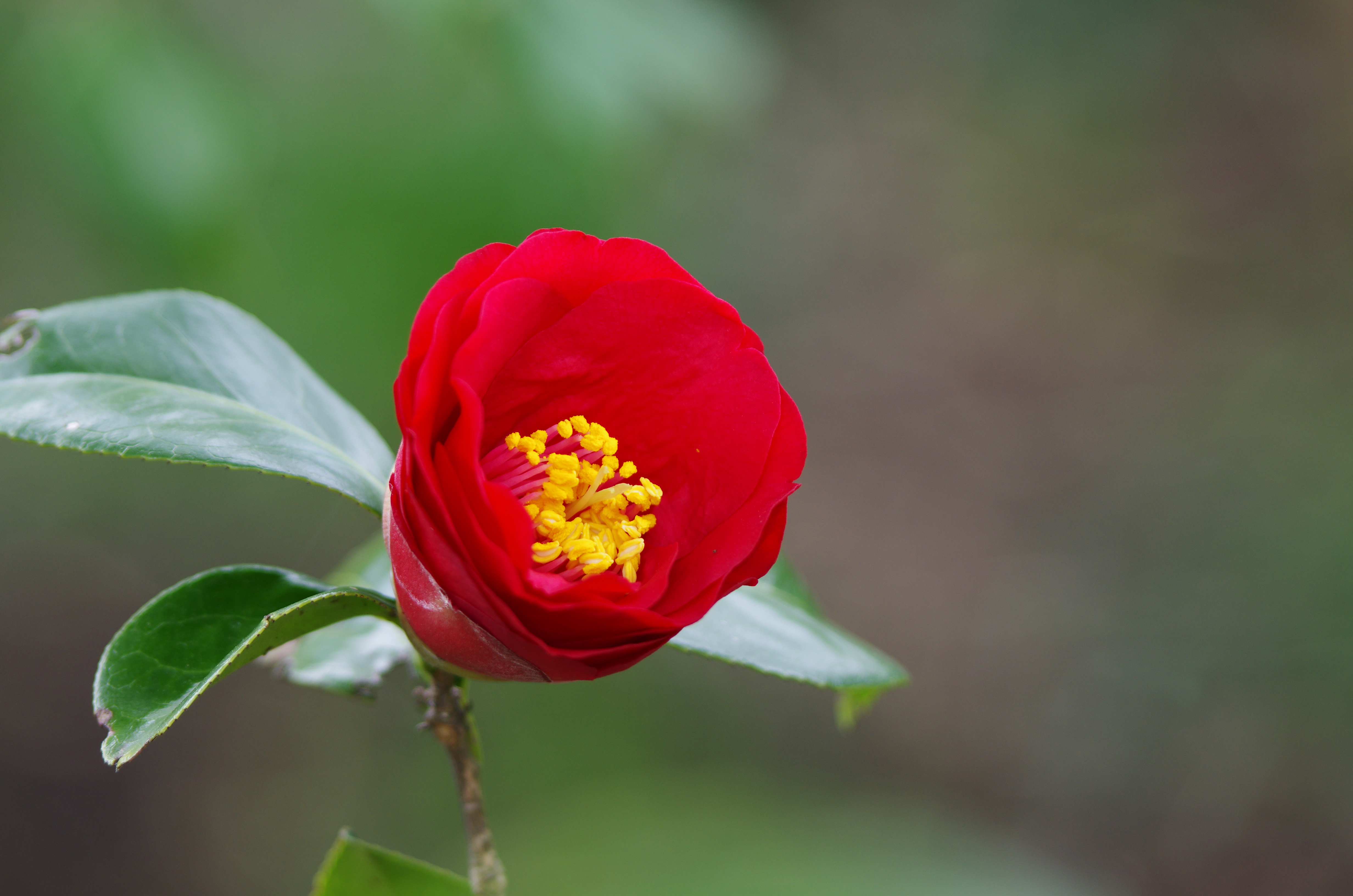 <b>DA★ 60-250mm F4 ED [IF] SDM / 4,978×3,264 / 1/125秒 / F4 / -0.3EV / ISO200 / WB:オート / 250mm</b>