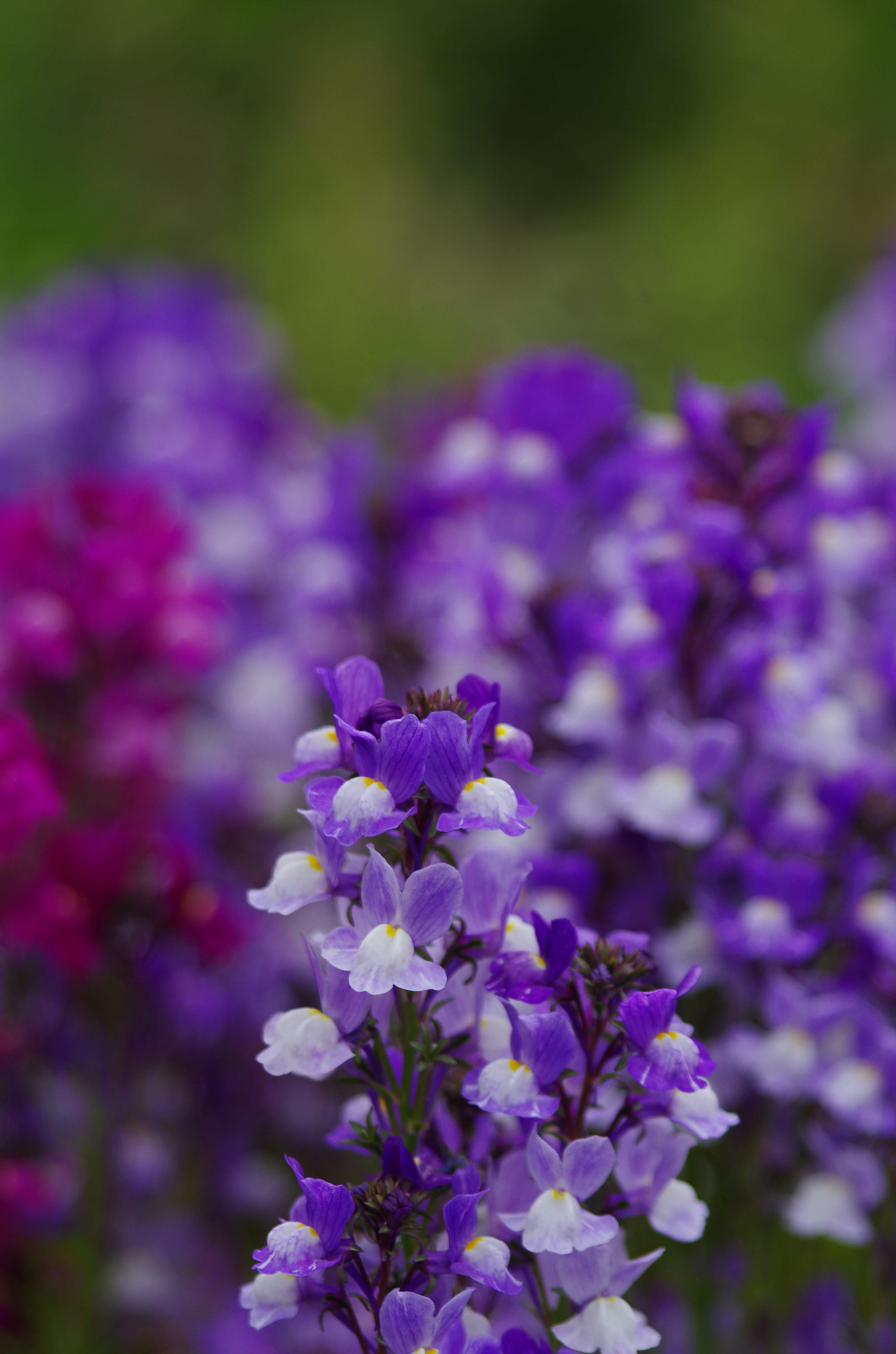 <b>DA★ 60-250mm F4 ED [IF] SDM / 3,264×4,978 / 1/800秒 / F4 / -0.3EV / ISO200 / WB:オート / 220mm</b>