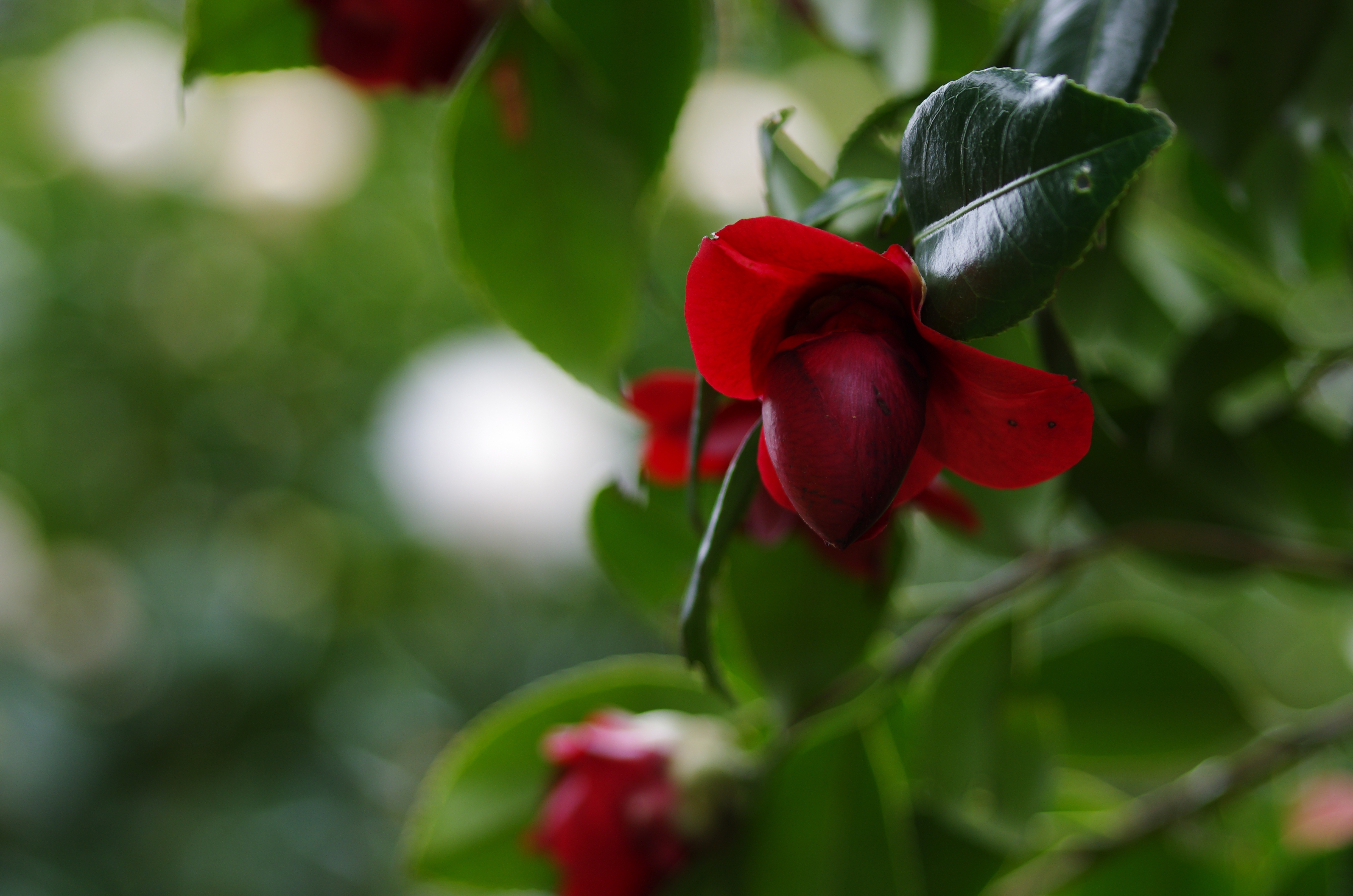 <b>DA★ 60-250mm F4 ED [IF] SDM / 4,978×3,264 / 1/160秒 / F4 / -1.0EV / ISO200 / WB:オート / 140mm</b>