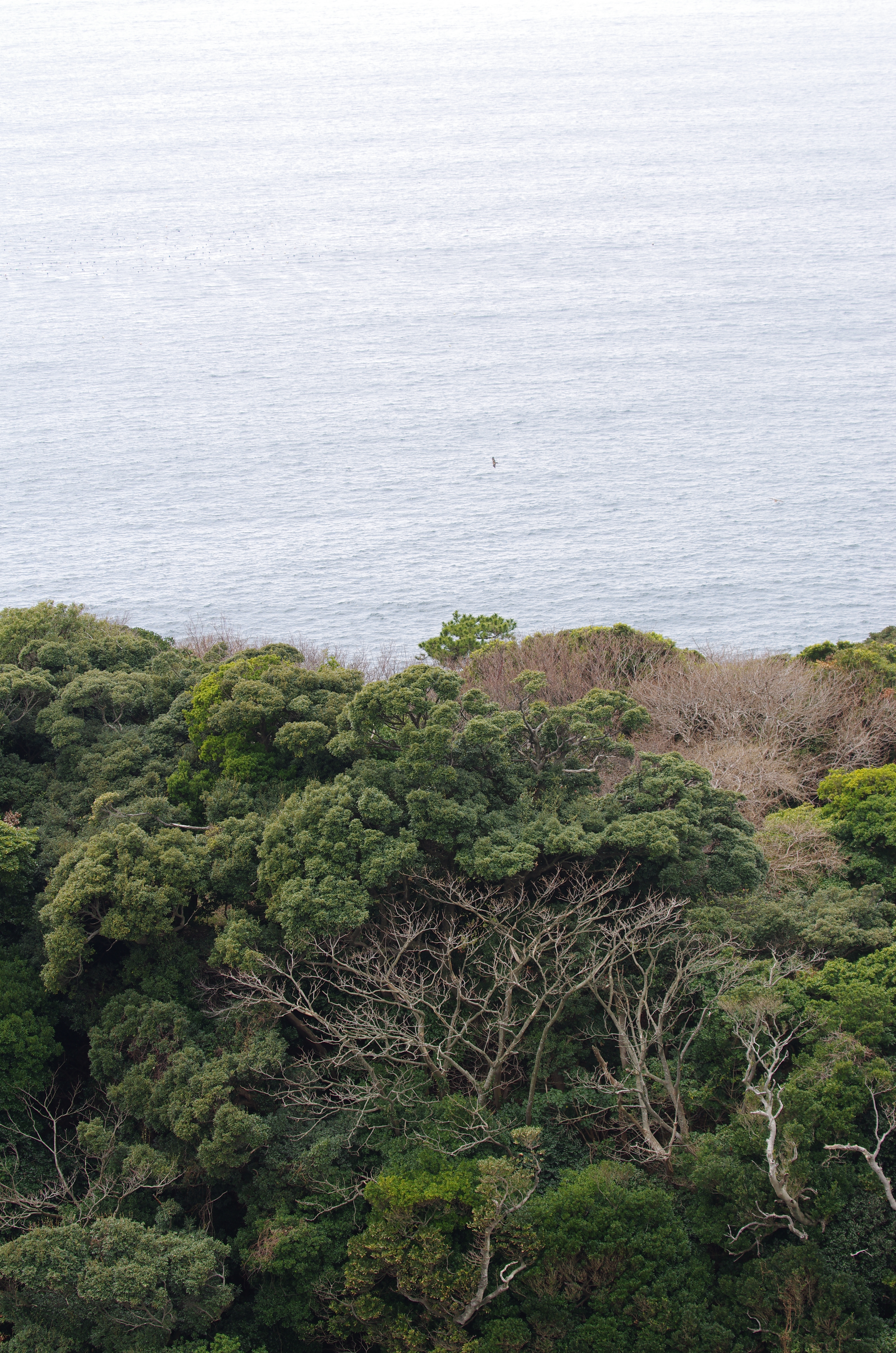 <b>DA★ 60-250mm F4 ED [IF] SDM / 3,264×4,978 / 1/125秒 / F5.6/ +0.3EV / ISO100 / WB:オート / 60mm</b>