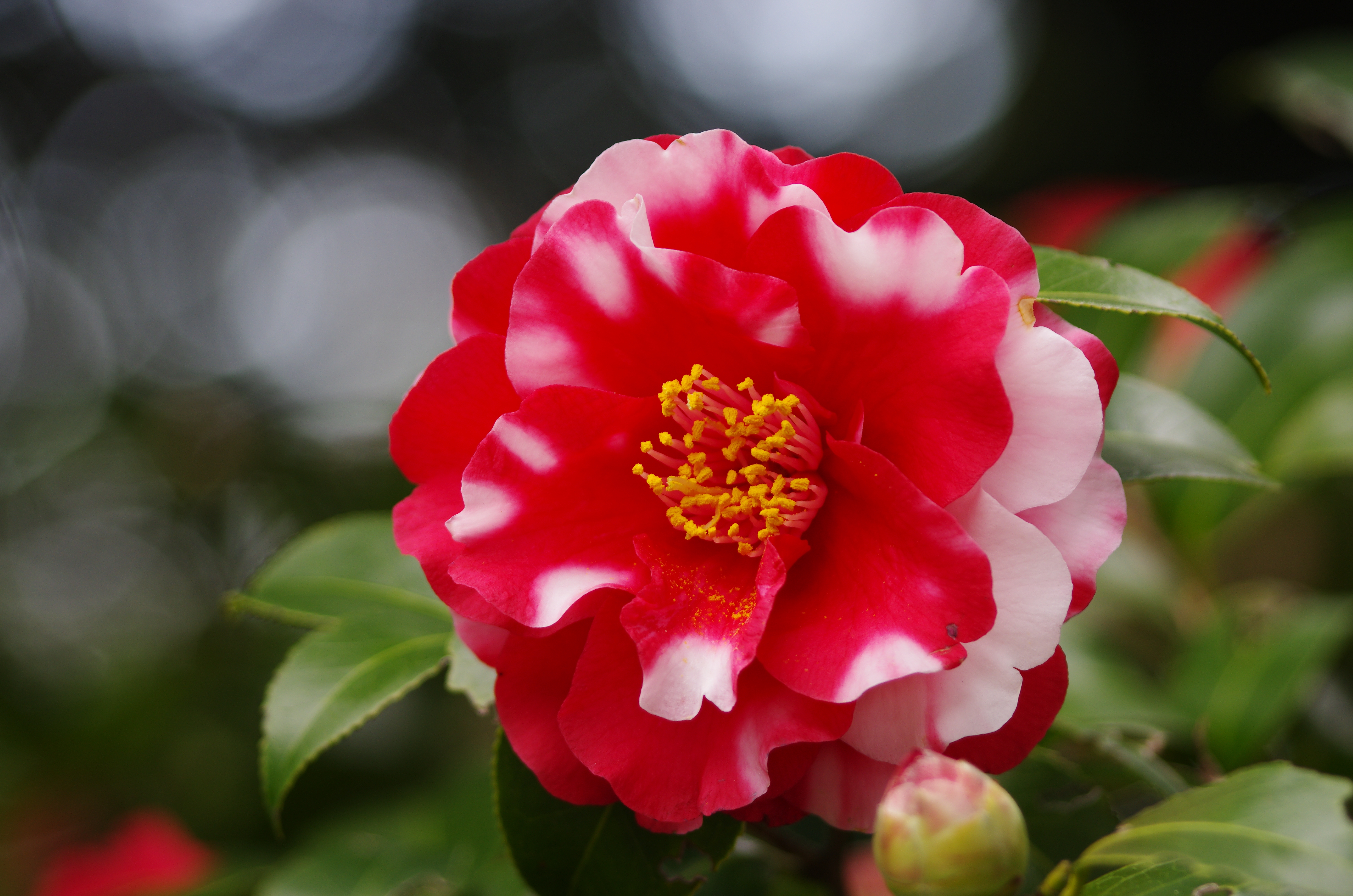 <b>DA★ 60-250mm F4 ED [IF] SDM / 4,978×3,264 / 1/160秒 / F4 / -0.7EV / ISO200 / WB:オート / 250mm</b>