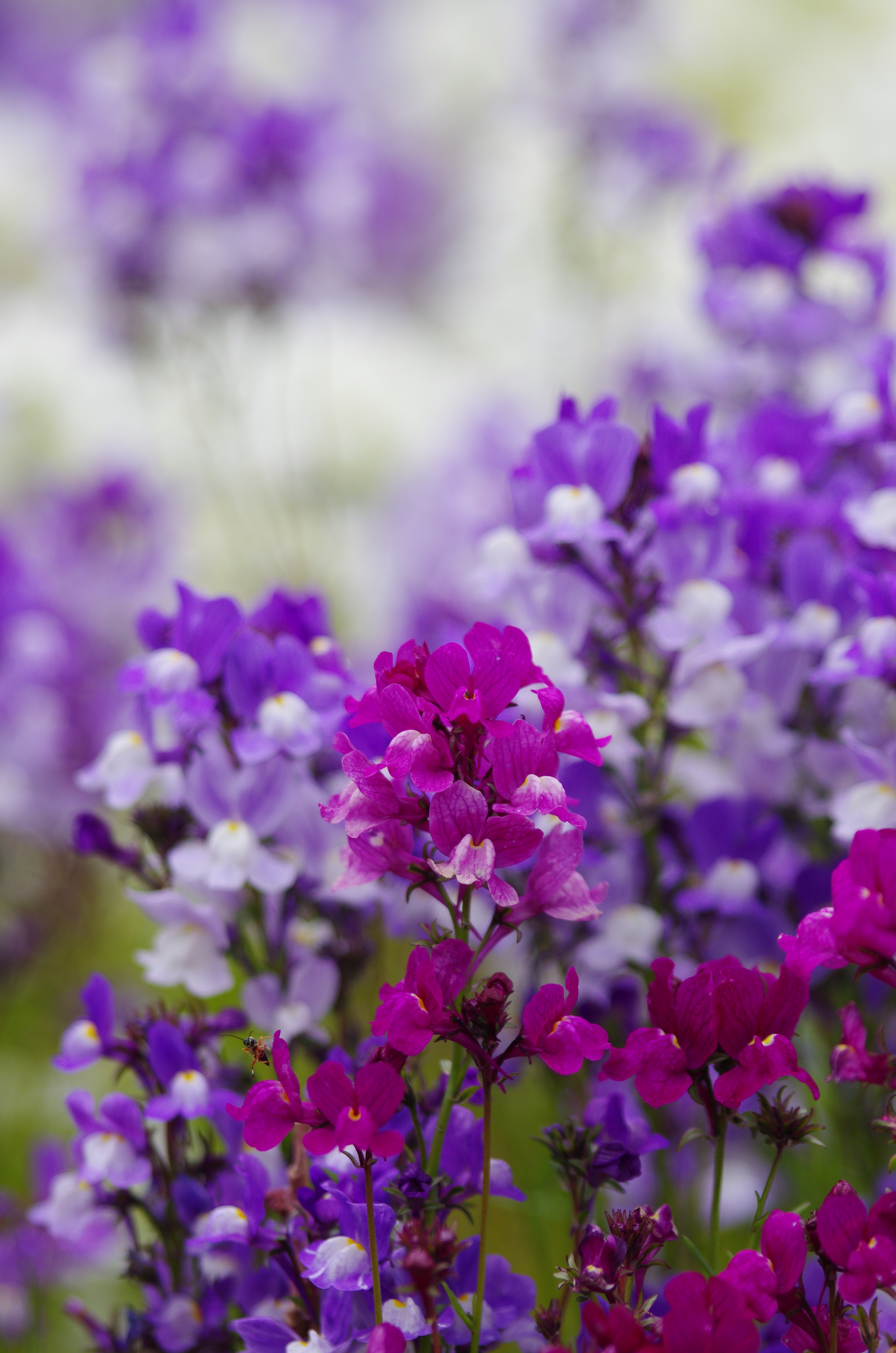 <b>DA★ 60-250mm F4 ED [IF] SDM / 3,264×4,978 / 1/640秒 / F4 / -0.3EV / ISO200 / WB:オート / 250mm</b>