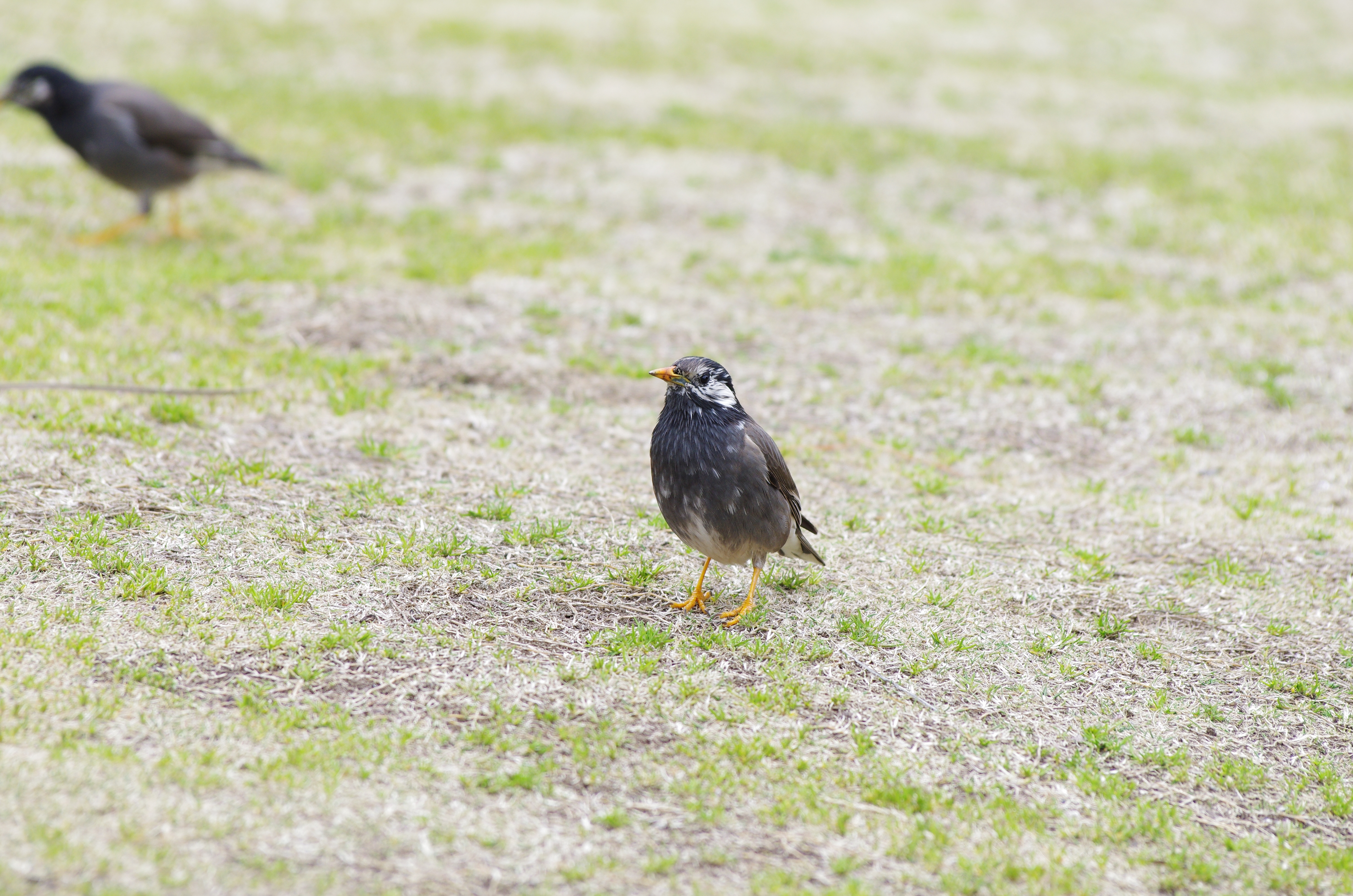 <b>DA★ 60-250mm F4 ED [IF] SDM / 4,978×3,264 / 1/400秒 / F5.6 / 0.3EV / ISO400 / WB:オート / 250mm</b>