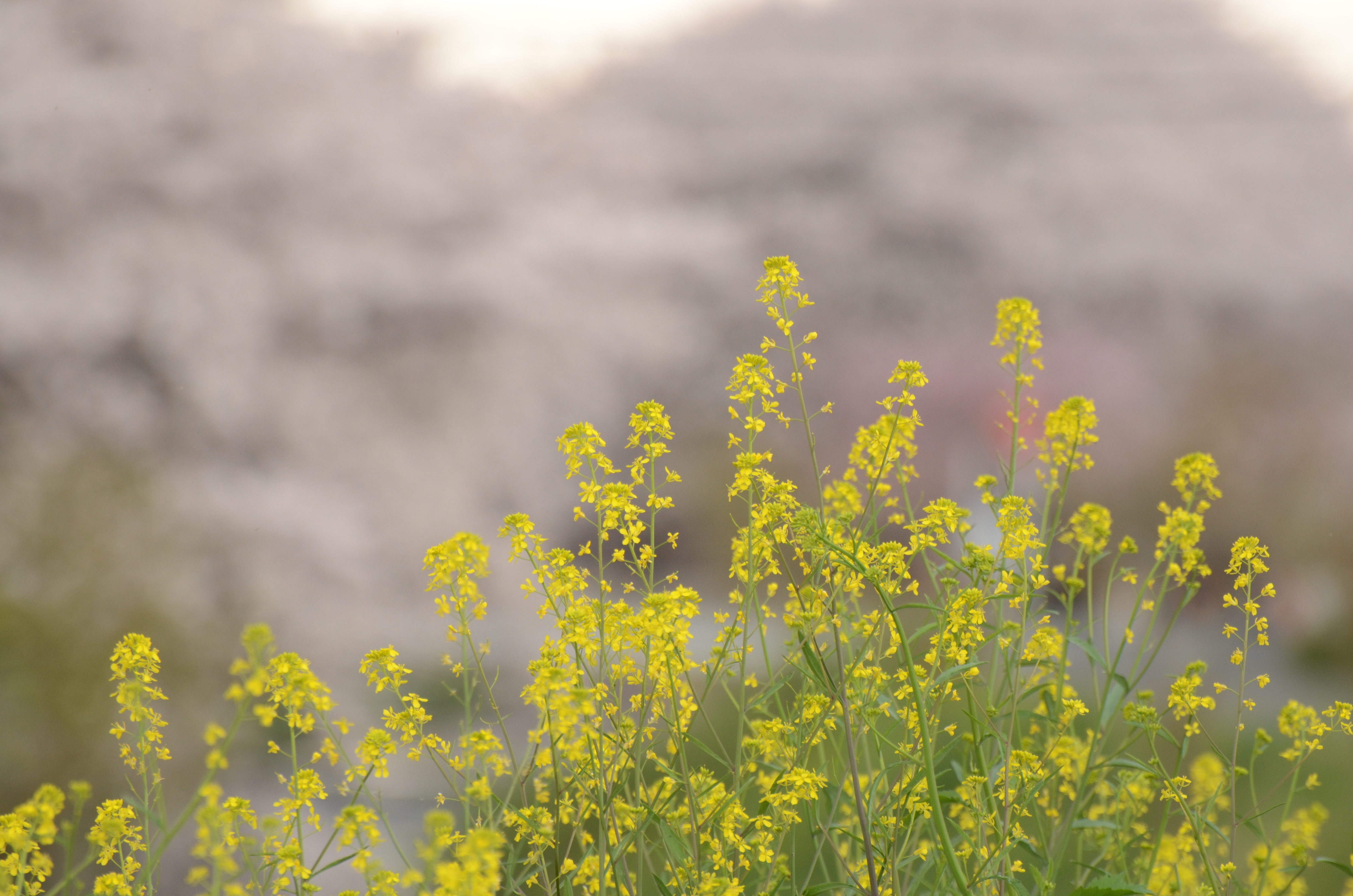 <b>ピクチャーコントロール:スタンダード / D5100 / AF-S VR Zoom Nikkor ED 70-300mm F4.5-5.6 G（IF） / 4,928×3,264 / 1/160秒 / F5.6 / 0EV / ISO400 / WB:太陽光 / 300mm（450mm相当）</b>