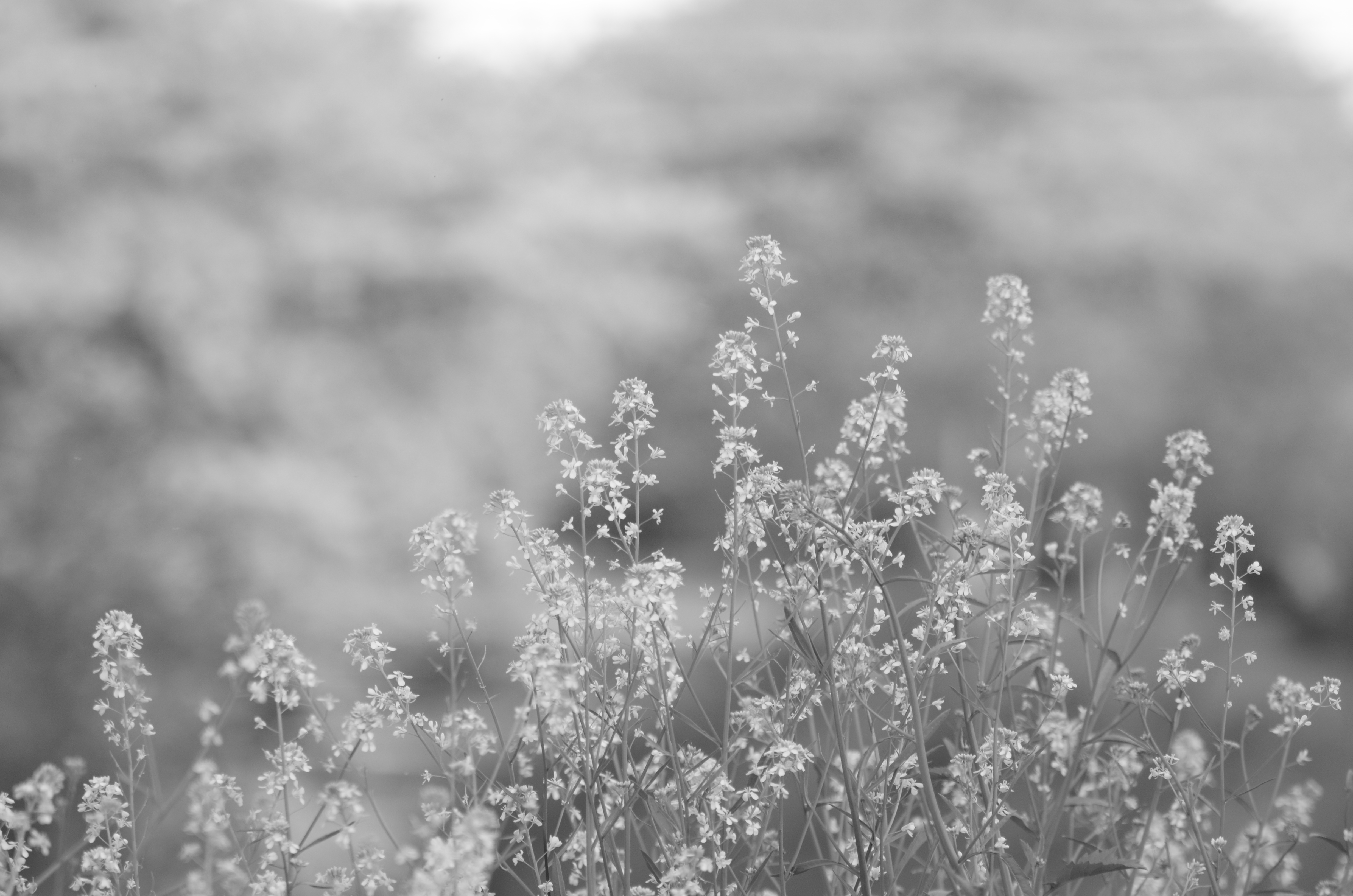 <b>ピクチャーコントロール:モノクローム / D5100 / AF-S VR Zoom Nikkor ED 70-300mm F4.5-5.6 G（IF） / 4,928×3,264 / 1/160秒 / F5.6 / 0EV / ISO400 / WB:太陽光 / 300mm（450mm相当）</b>