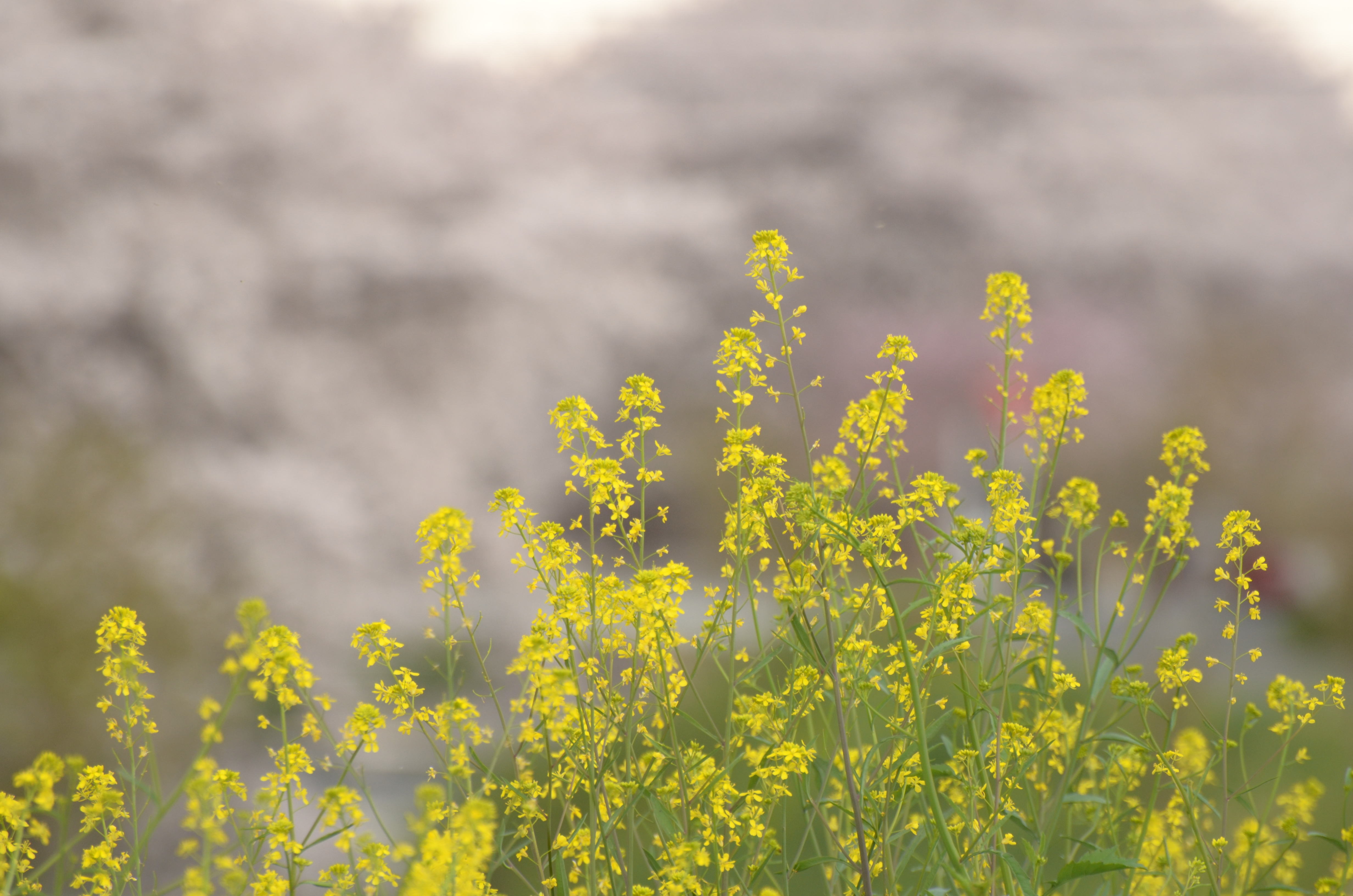 <b>ピクチャーコントロール:ポートレート / D5100 / AF-S VR Zoom Nikkor ED 70-300mm F4.5-5.6 G（IF） / 4,928×3,264 / 1/160秒 / F5.6 / 0EV / ISO400 / WB:太陽光 / 300mm（450mm相当）</b>