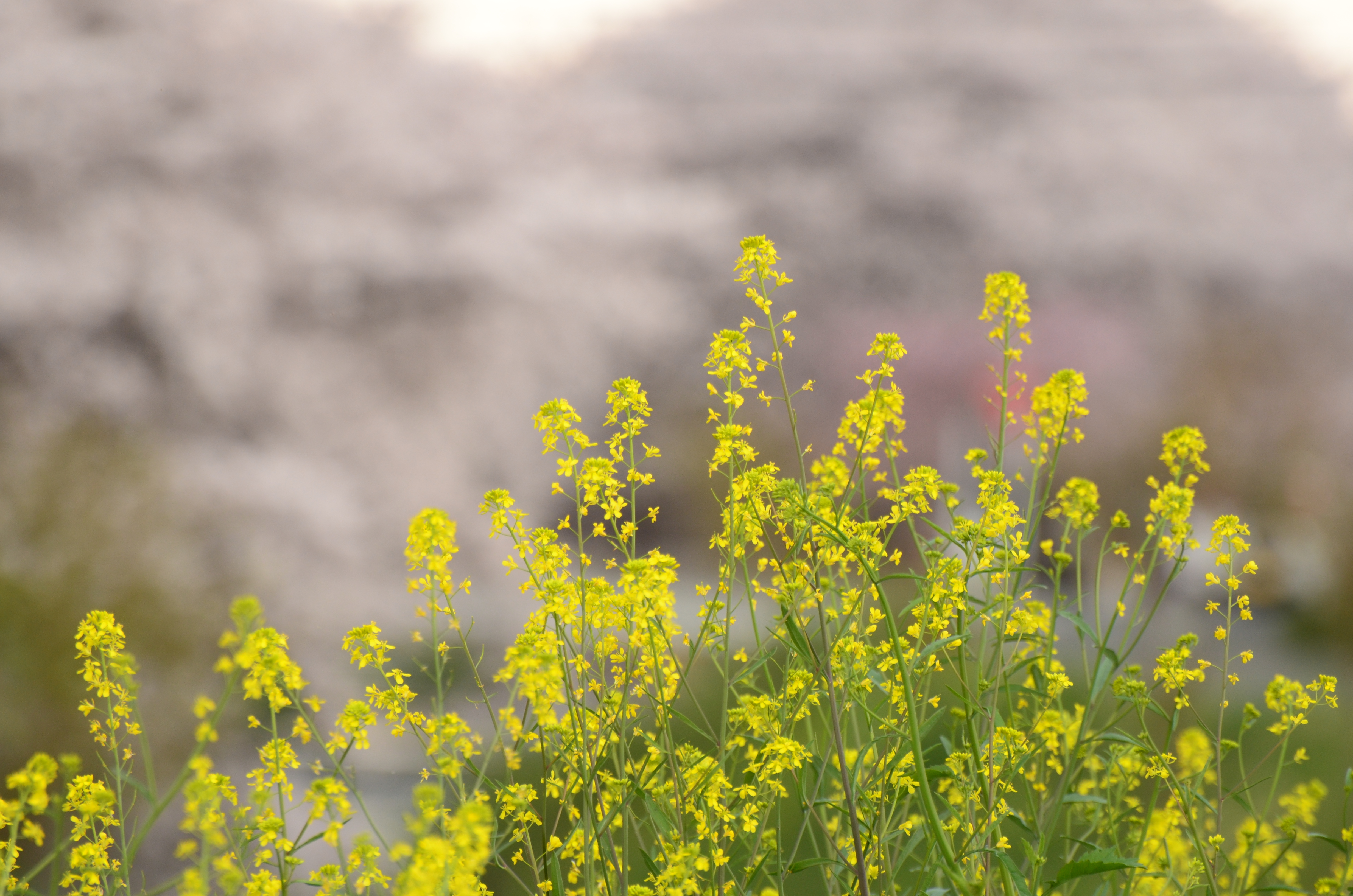 <b>ピクチャーコントロール:風景 / D5100 / AF-S VR Zoom Nikkor ED 70-300mm F4.5-5.6 G（IF） / 4,928×3,264 / 1/125秒 / F5.6 / 0EV / ISO400 / WB:太陽光 / 300mm（450mm相当）</b>