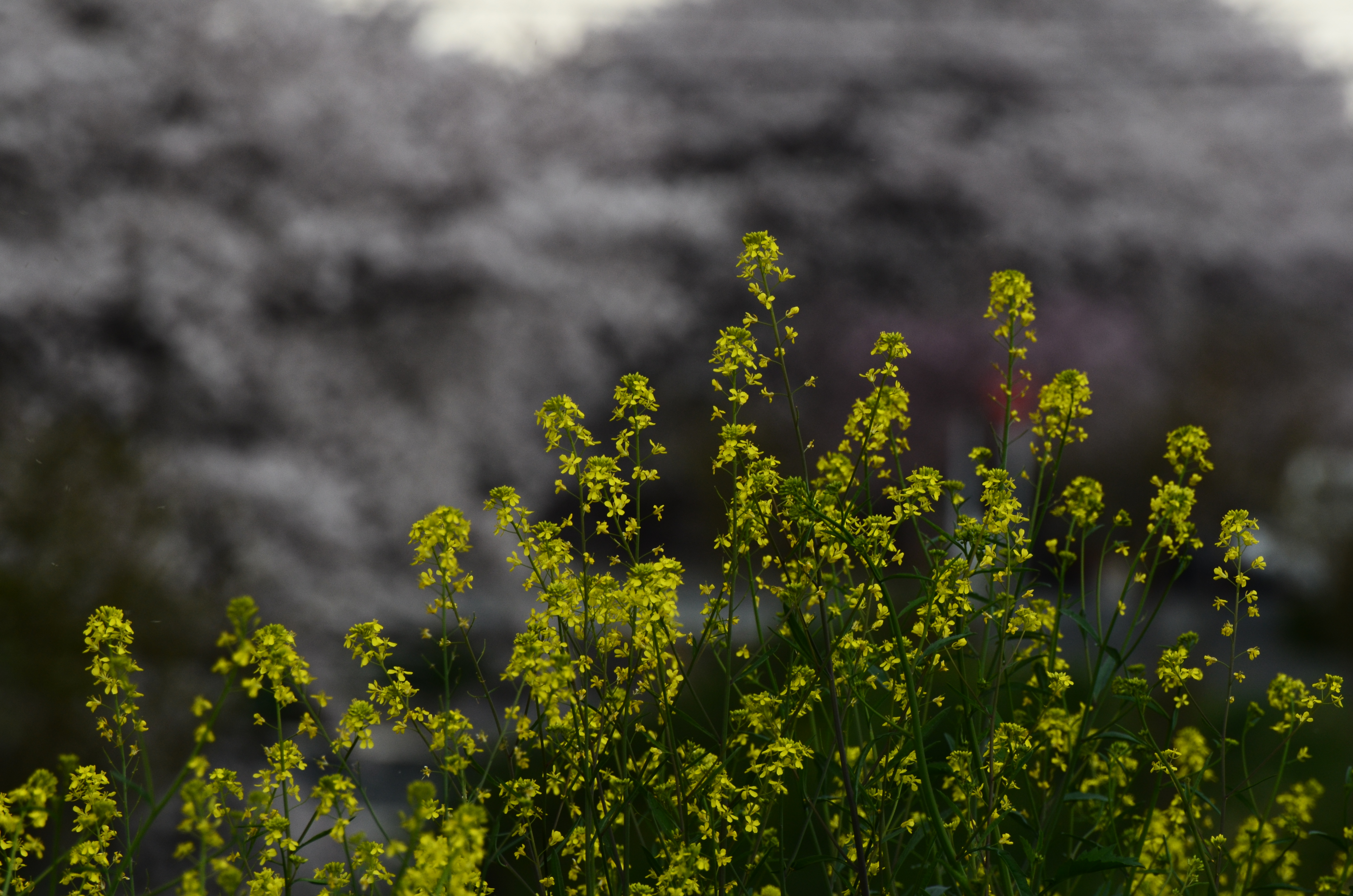 <b>スペシャルエフェクト:シルエット / D5100 / AF-S VR Zoom Nikkor ED 70-300mm F4.5-5.6 G（IF） / 4,928×3,264 / 1/160秒 / F9 / 0EV / ISO400 / WB:オート / 300mm（450mm相当）</b>