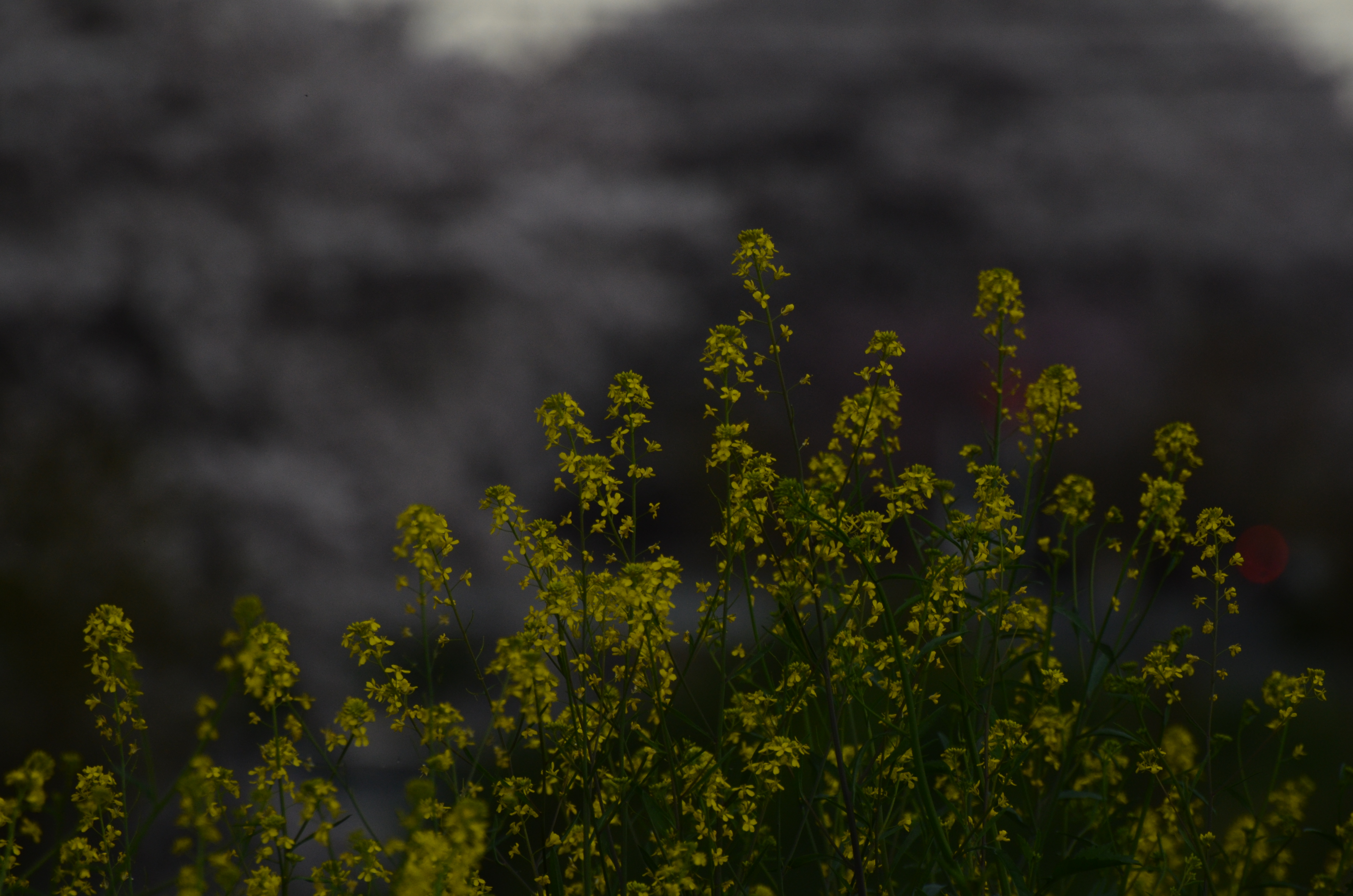 <b>スペシャルエフェクト:ローキー / D5100 / AF-S VR Zoom Nikkor ED 70-300mm F4.5-5.6 G（IF） / 4,928×3,264 / 1/1000秒 / F5.6 / 0EV / ISO720 / WB:オート / 300mm（450mm相当）</b>