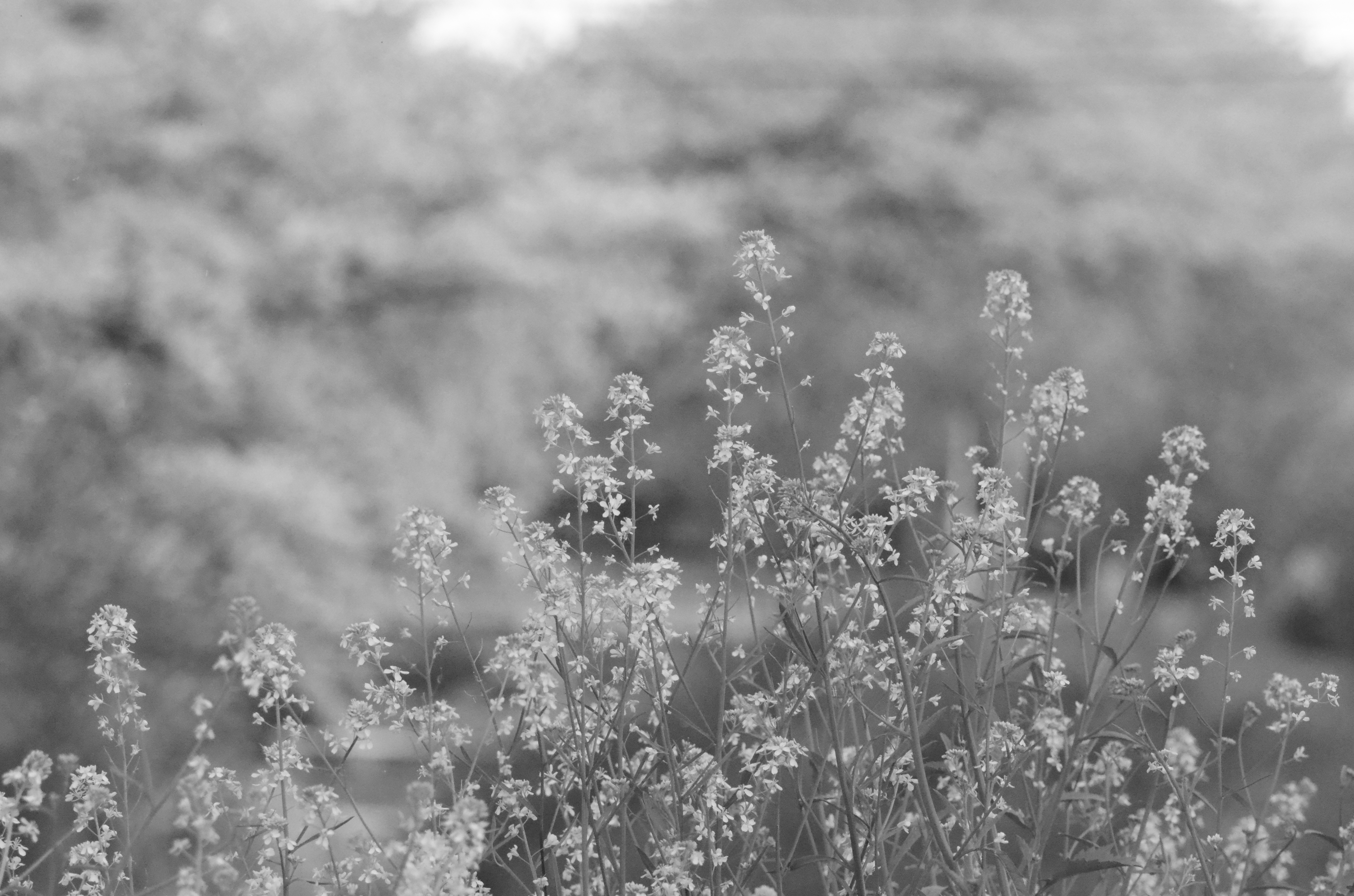 <b>スペシャルエフェクト:ナイトビジョン / D5100 / AF-S VR Zoom Nikkor ED 70-300mm F4.5-5.6 G（IF） / 4,928×3,264 / 1/1000秒 / F11 / 0EV / ISO6400 / WB:太陽光 / 300mm（450mm相当）</b>