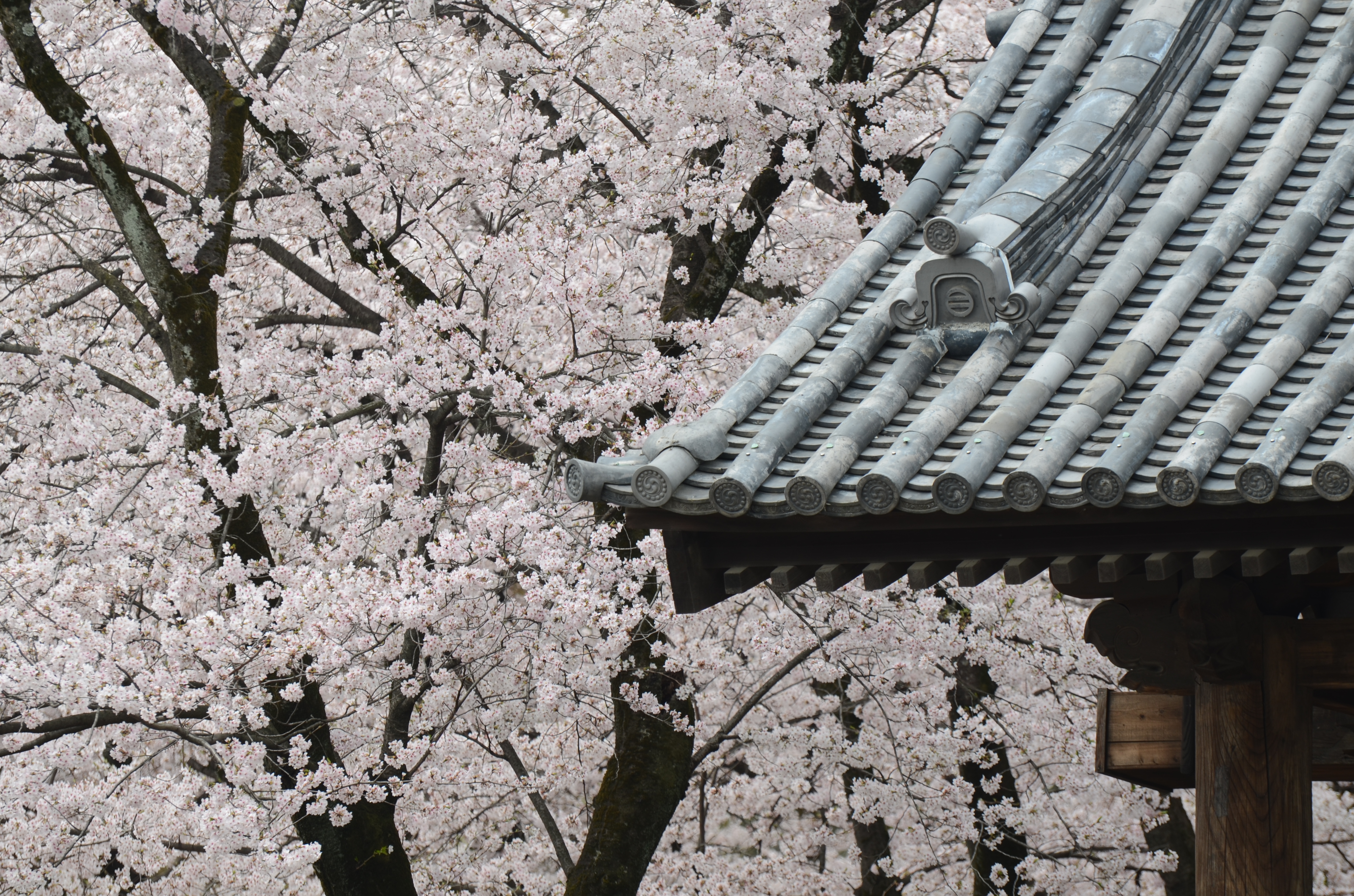 <b>本機にはちょっと大きすぎだが、自前のVR 70-300mmも使ってみた（DXの55-300mmよりAFが速いし、M/Aモードが便利）。D5100 / AF-S VR Zoom Nikkor ED 70-300mm F4.5-5.6 G（IF） / 4,928×3,264 / 1/250秒 / F5.3 / 0.3EV / ISO100 / WB:オート / 200mm（300mm相当）</b>