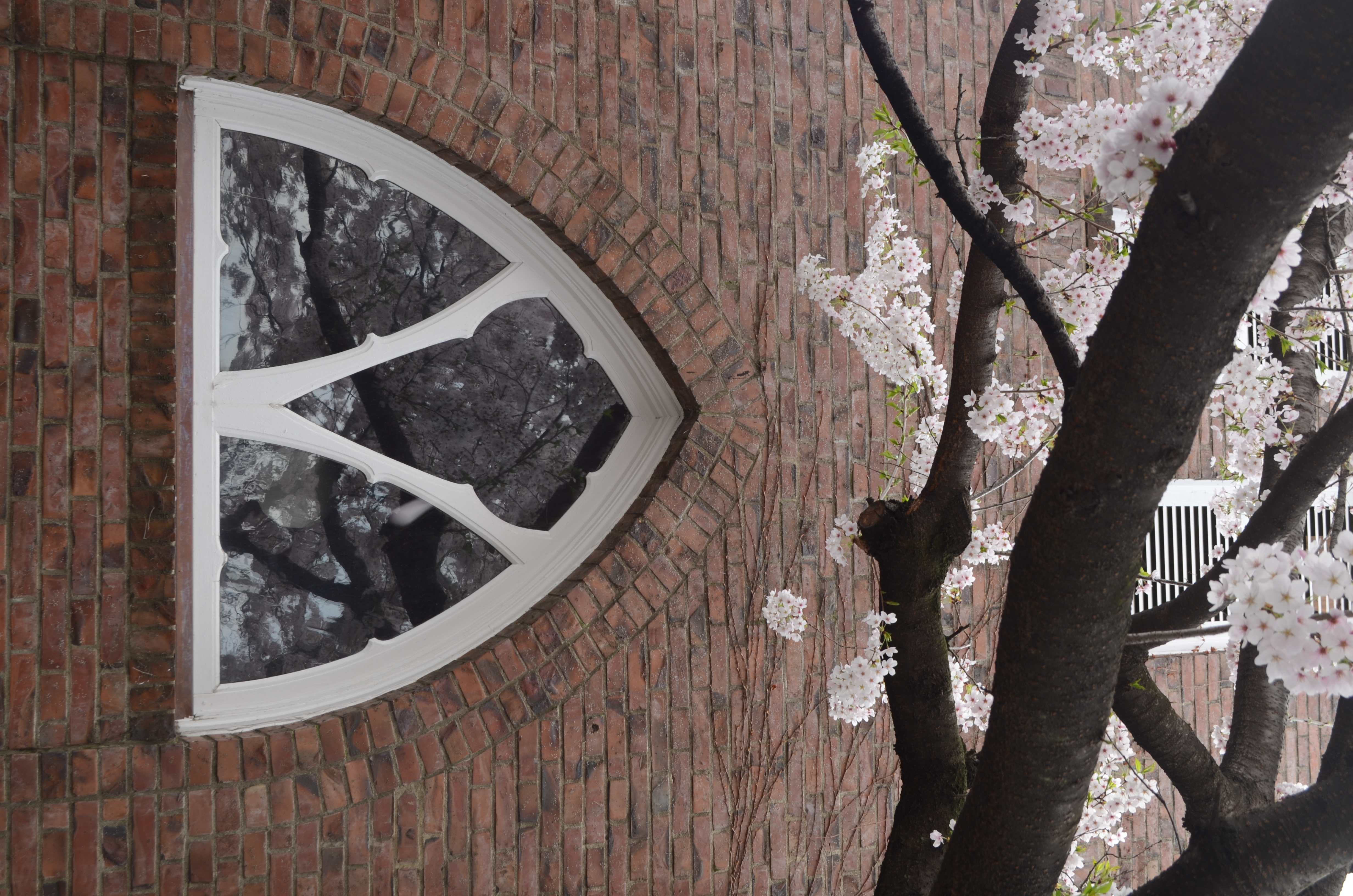 <b>ホワイトバランスを太陽光にセットして撮ったカット。オートホワイトバランスだと桜の淡い色が抜けてしまうから。D5100 / AF-S DX NIKKOR 18-55mm F3.5-5.6 G VR / 4,928×3,264 / 1/40秒 / F8 / 0.3EV / ISO100 / WB:太陽光 / 30mm（45mm相当）</b>