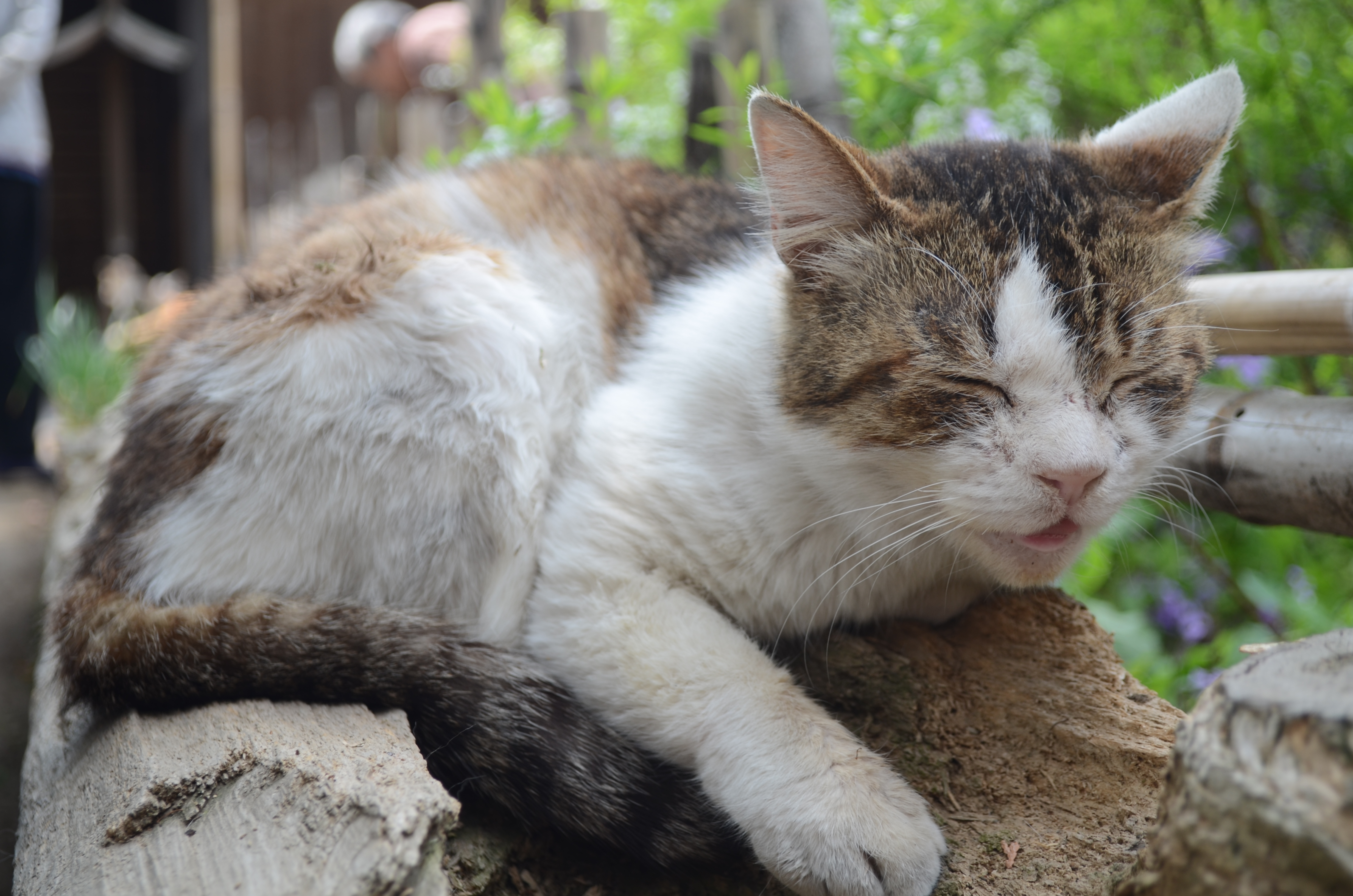 <b>いつもネコだらけになっている場所。人慣れしているので近づきすぎなければ逃げることはない。毛並みがあまりよくないのが心配だけど。D5100 / AF-S DX NIKKOR 18-55mm F3.5-5.6 G VR / 4,928×3,264 / 1/80秒 / F5 / 0EV / ISO100 / WB:オート / 38mm（57mm相当）</b>