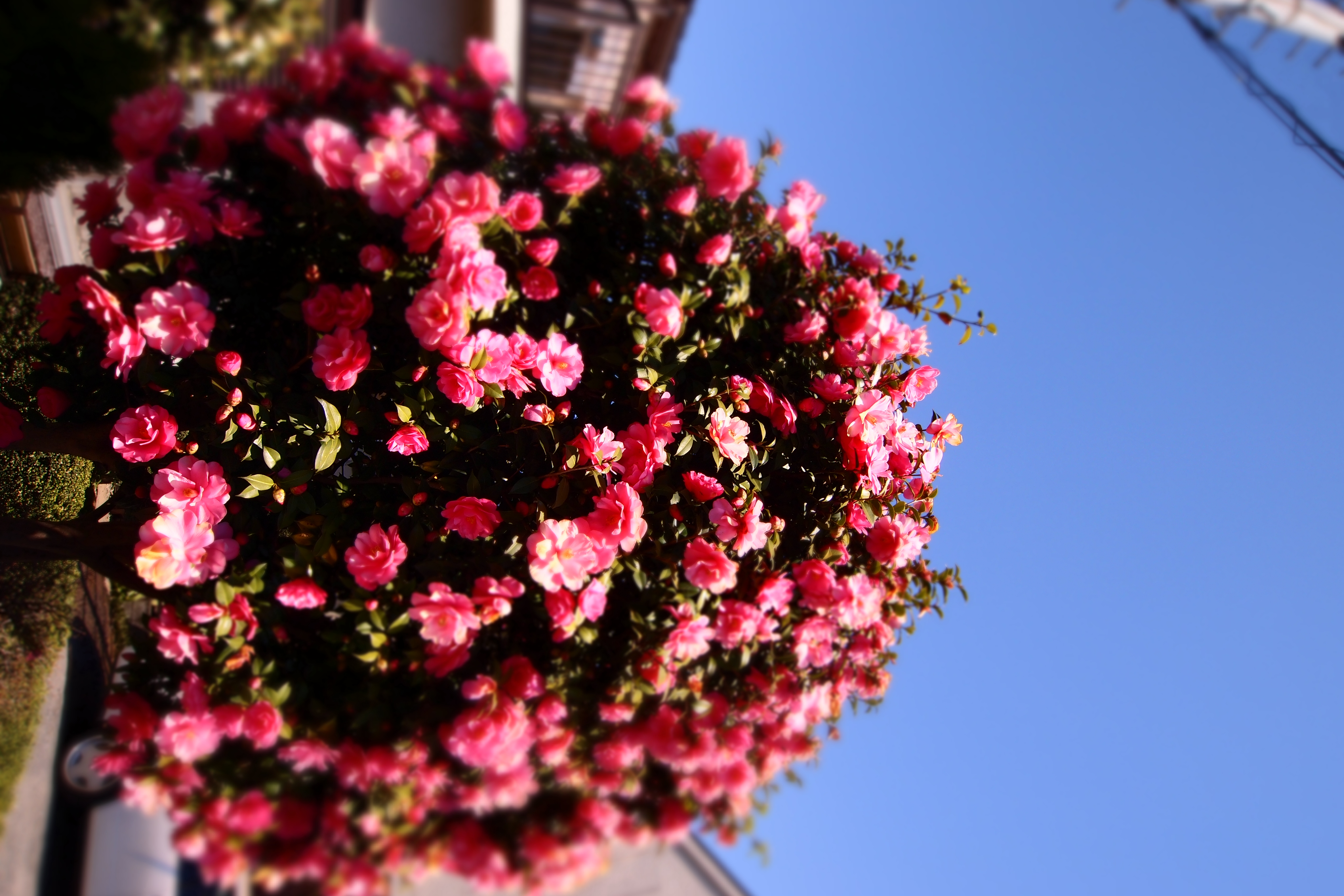 <b>E-PL2は縦位置検知がないのでジオラマは画面の左右がボケる。もうひとつ納得できない部分ではある。E-PL2 / M.ZUIKO DIGITAL ED 9-18mm F4-5.6 / 絞り優先AE / ジオラマ / 4,032×2,688 / 1/640秒 / F6.3 / -0.3EV / ISO200 / WB:オート / 11mm（22mm相当）</b>