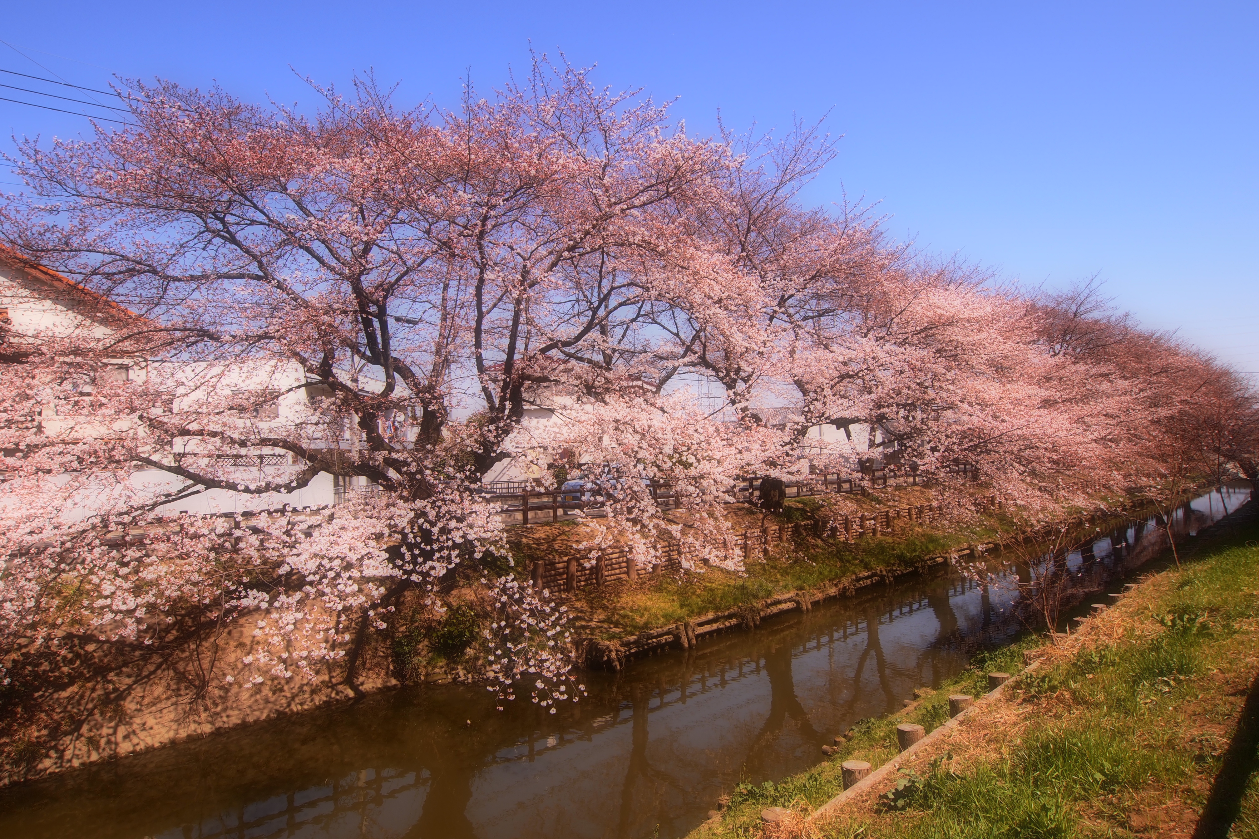 <b>ポップアートIIは発色が控えめ。なので、Iでピカピカ感がきついと思ったらIIにプラス補正がよかったりする。E-PL2 / M.ZUIKO DIGITAL ED 9-18mm F4-5.6 / 絞り優先AE / ポップアートII + ソフトフォーカス効果 / 4,032×2,688 / 1/320秒 / F8 / 0.7EV / ISO200 / WB:オート / 11mm（22mm相当）</b>