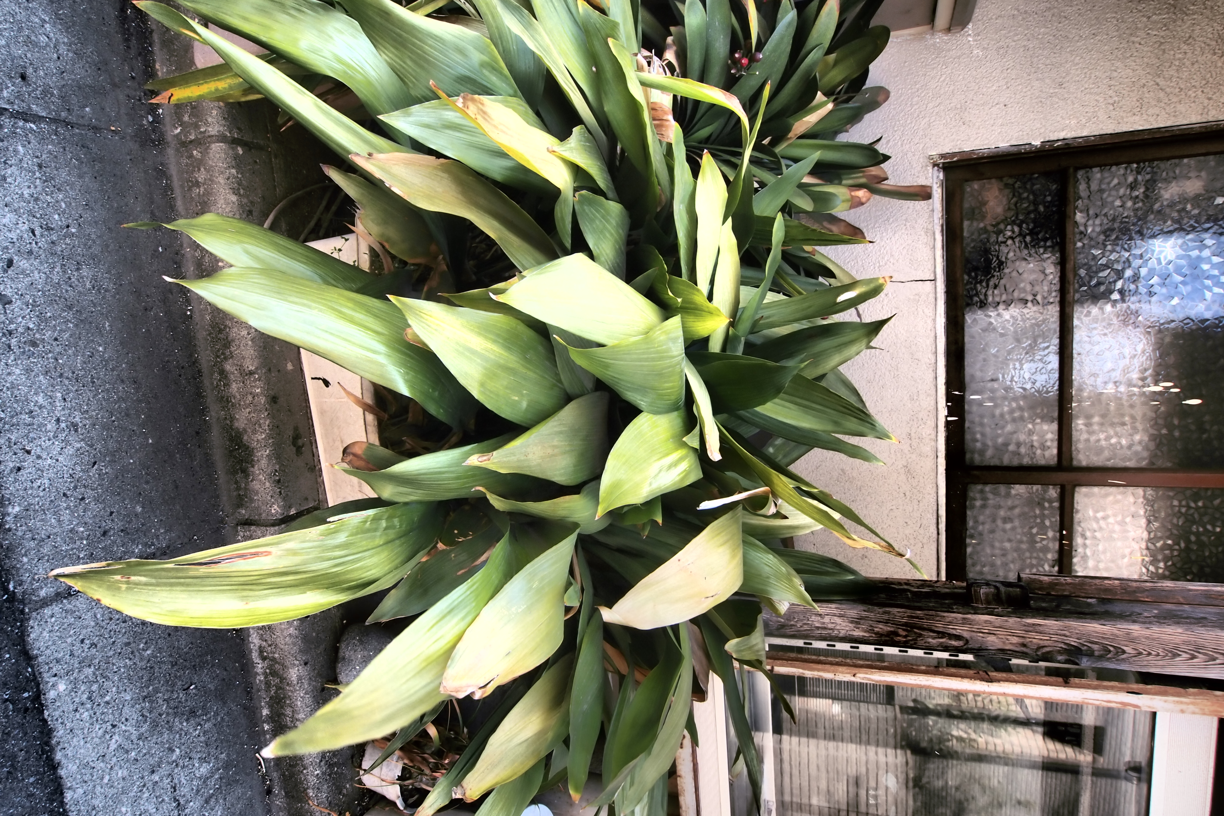 <b>普通に撮ったらすごく地味なシーンなのだけれど、ドラマチックトーンだと面白い画になる。E-PL2 / M.ZUIKO DIGITAL ED 9-18mm F4-5.6 / 絞り優先AE / ドラマチックトーン / 4,032×2,688 / 1/50秒 / F8 / -1EV / ISO200 / WB:オート / 10mm（20mm相当）</b>