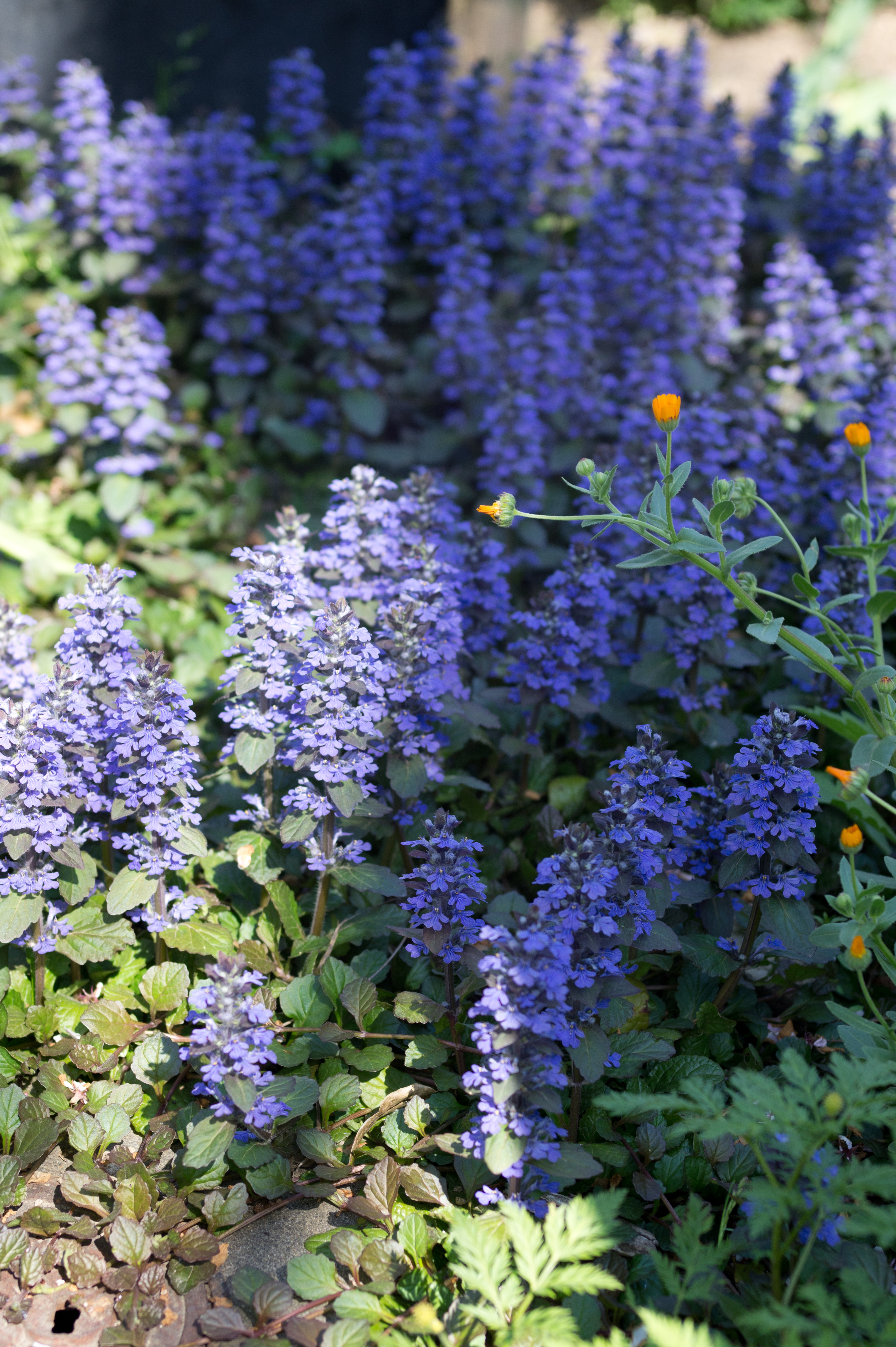 <b>NEX-5 / ハッセルブラッド45mm F4 / 4,592×3,056 / 1/400秒 / F4 / 0EV / ISO200 / WB:オート / 45mm</b>