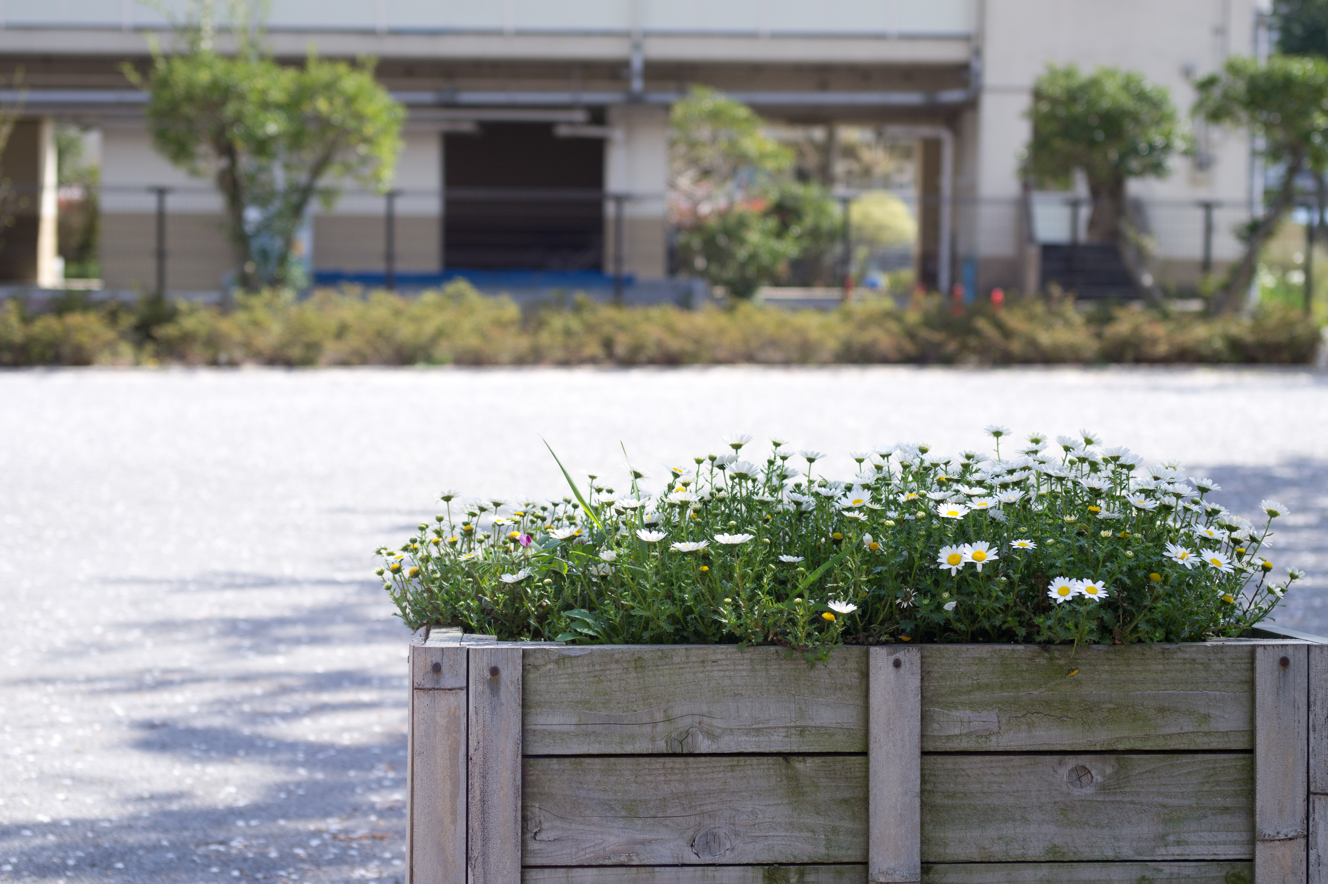 <b>NEX-5 / ハッセルブラッド45mm F4 / 4,592×3,056 / 1/640秒 / F4 / 0.7EV / ISO200 / WB:オート / 45mm</b>