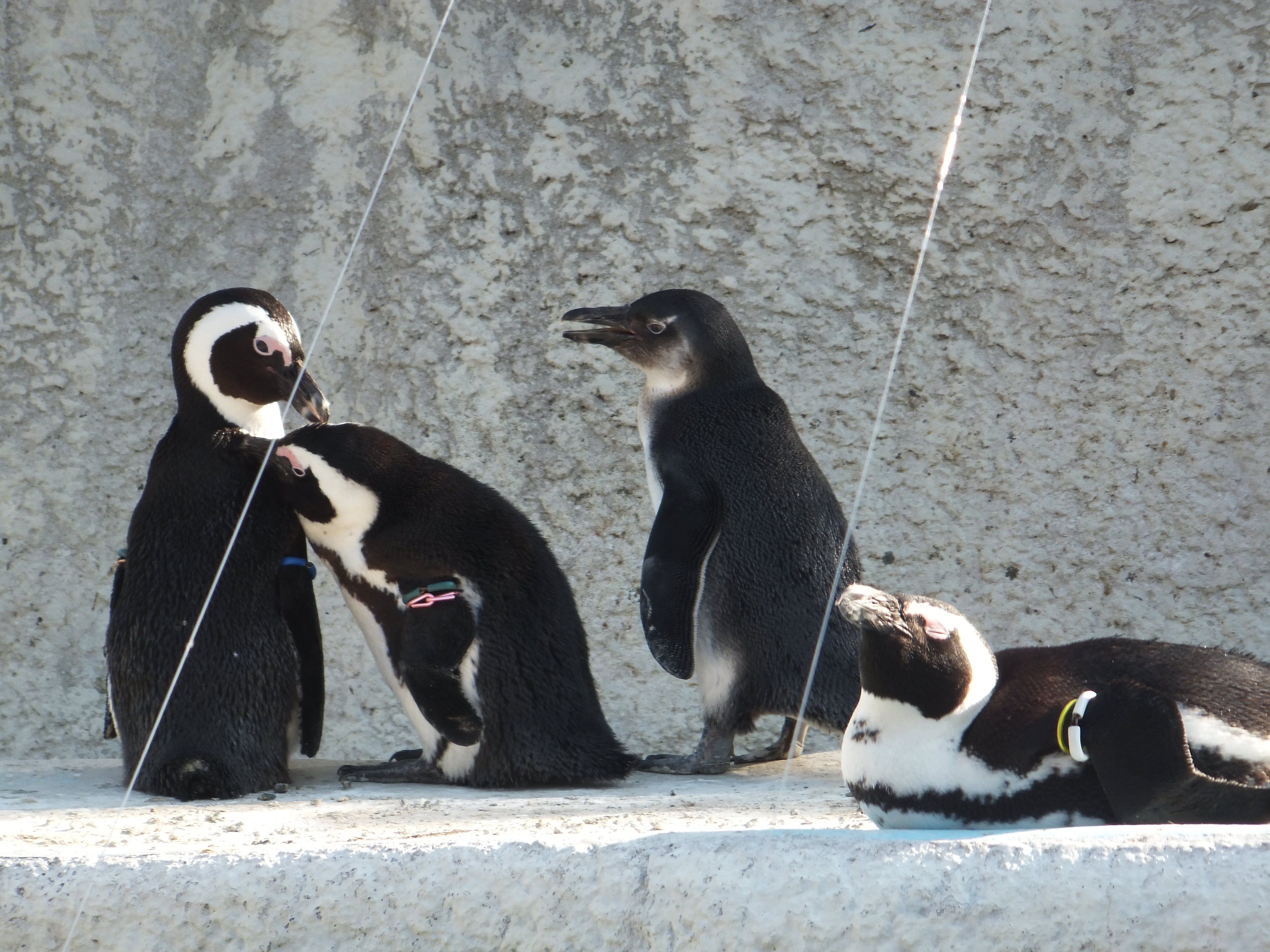 <b>望遠端（140mm相当）/FinePix Z900EXR / 4,608×3,456 / 1/170秒 / F4.9 / 0EV / ISO100 / プログラム / WB:オート / 25mm</b>