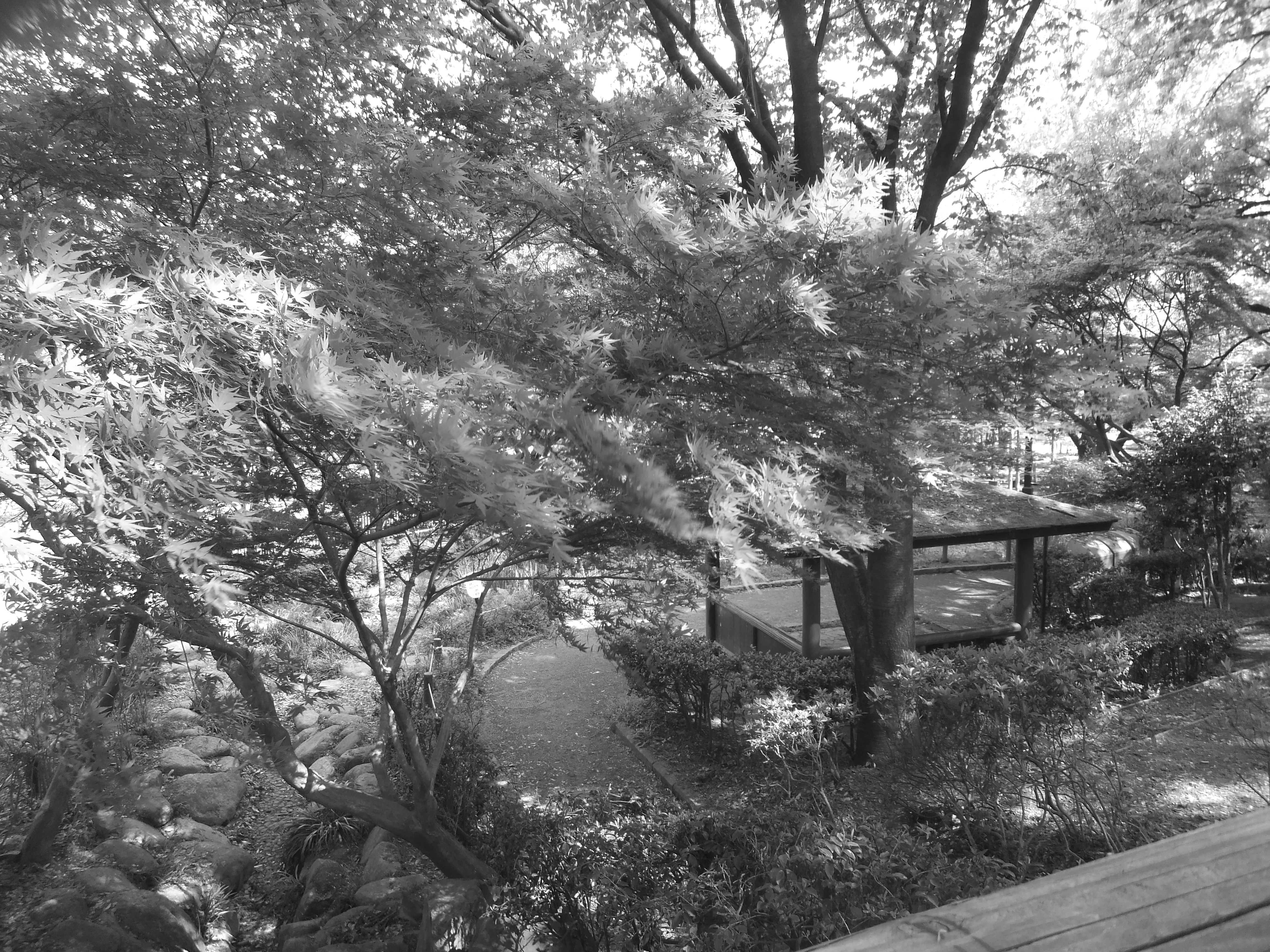 <b>モノクロ/FinePix Z900EXR / 4,608×3,456 / 1/40秒 / F3.9 / 0EV / ISO100 / プログラム / WB:オート / 5mm</b>