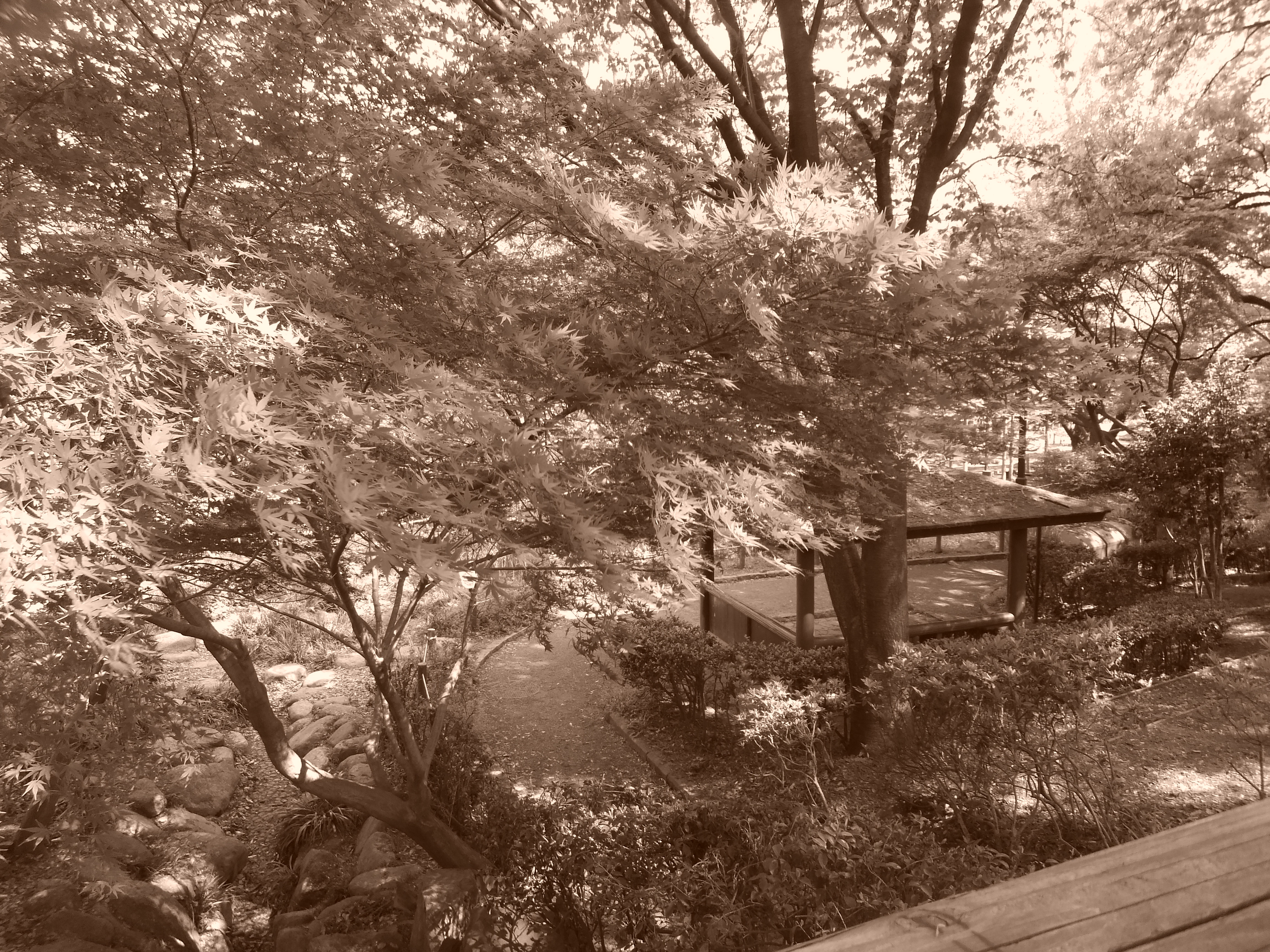 <b>セピア/FinePix Z900EXR / 4,608×3,456 / 1/40秒 / F3.9 / 0EV / ISO100 / プログラム / WB:オート / 5mm</b>