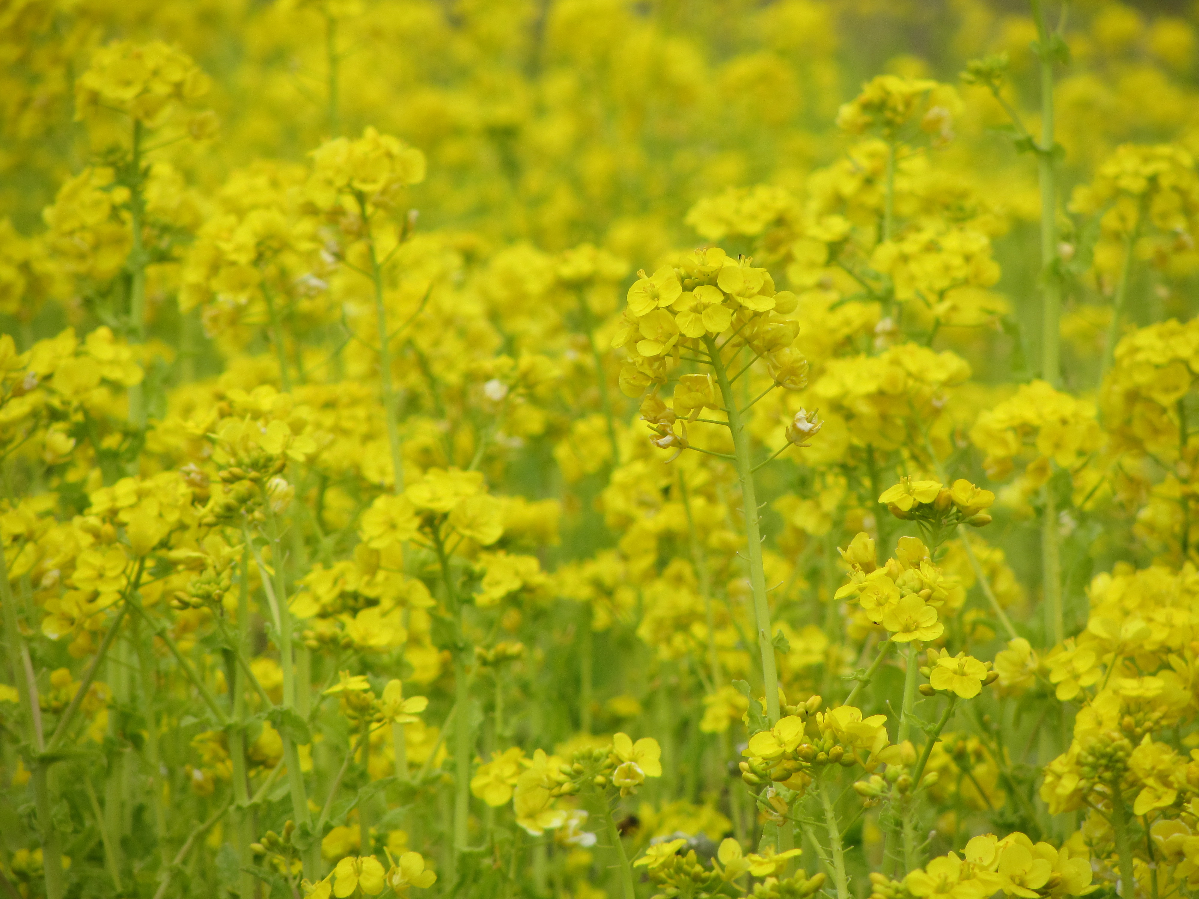 <b>PowerShot SX230 HS / 2.5MB / 4,000×3,000 / 1/320秒 / F5.9 / 0.0EV / ISO100 / WB:オート / 70mm</b>