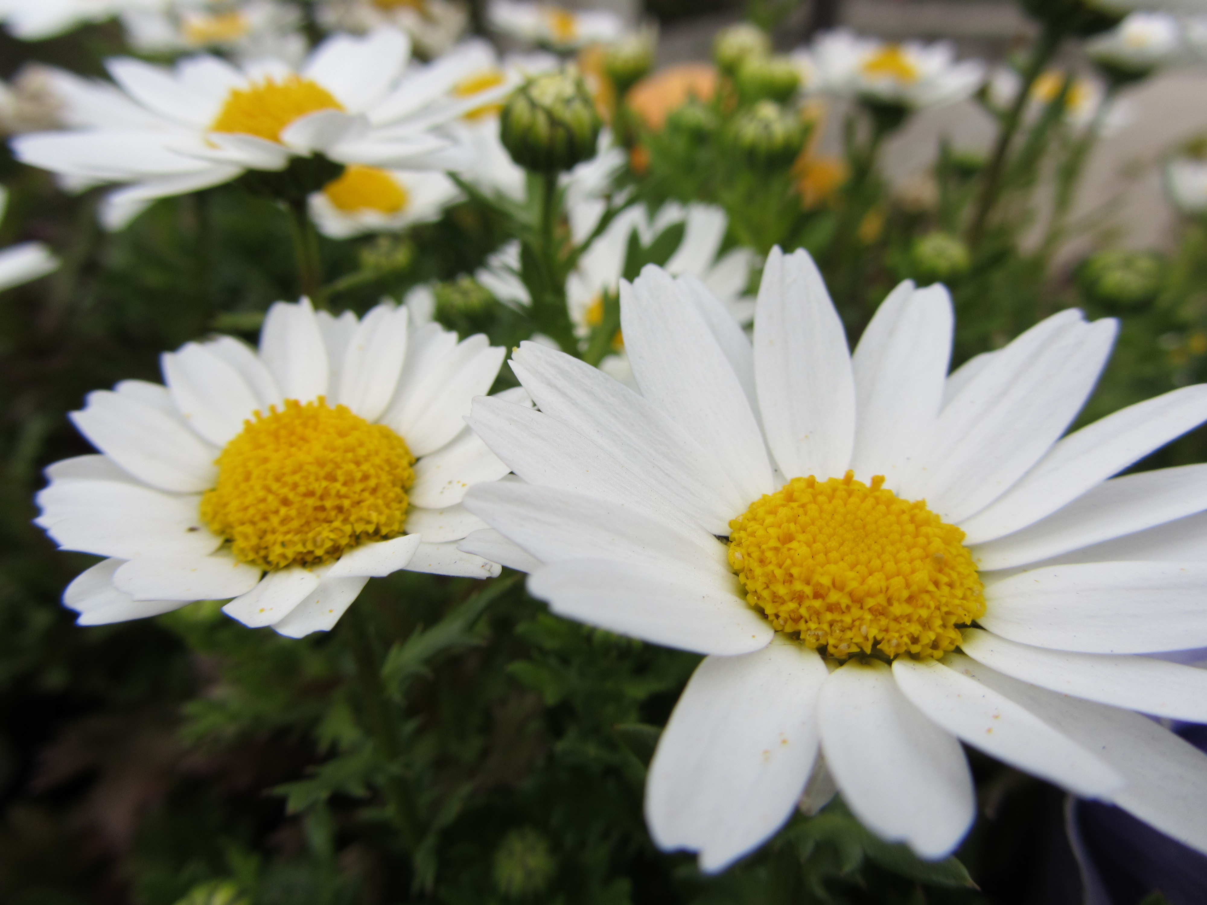 <b>PowerShot SX230 HS / 1.9MB / 4,000×3,000 / 1/400秒 / F4 / 0.0EV / ISO100 / WB:オート / 5mm</b>