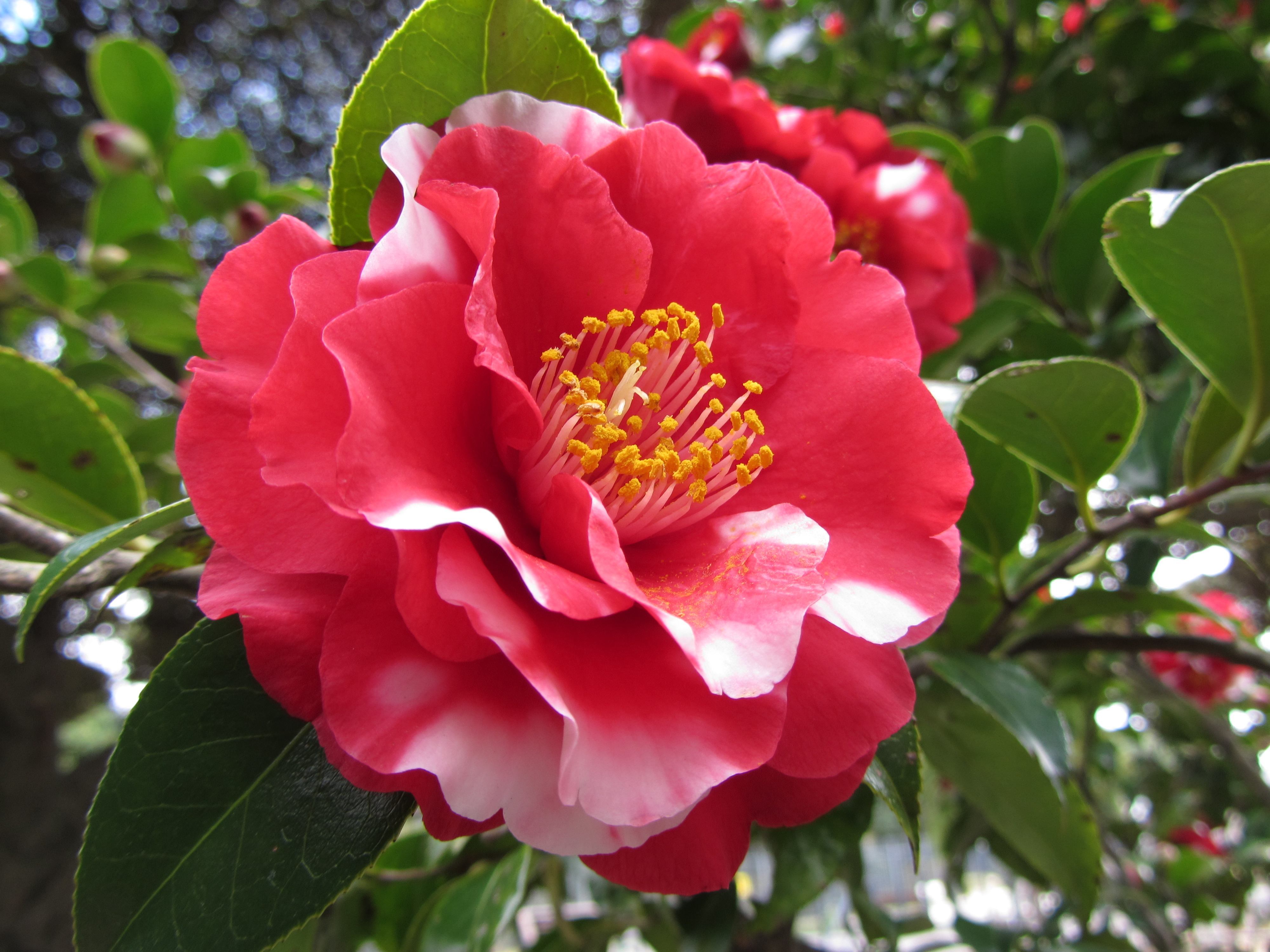 <b>通常撮影 / PowerShot SX230 HS / 2.3MB / 4,000×3,000 / 1/60秒 / F3.5 / 0.0EV / ISO100 / WB:オート / 6.1mm</b>