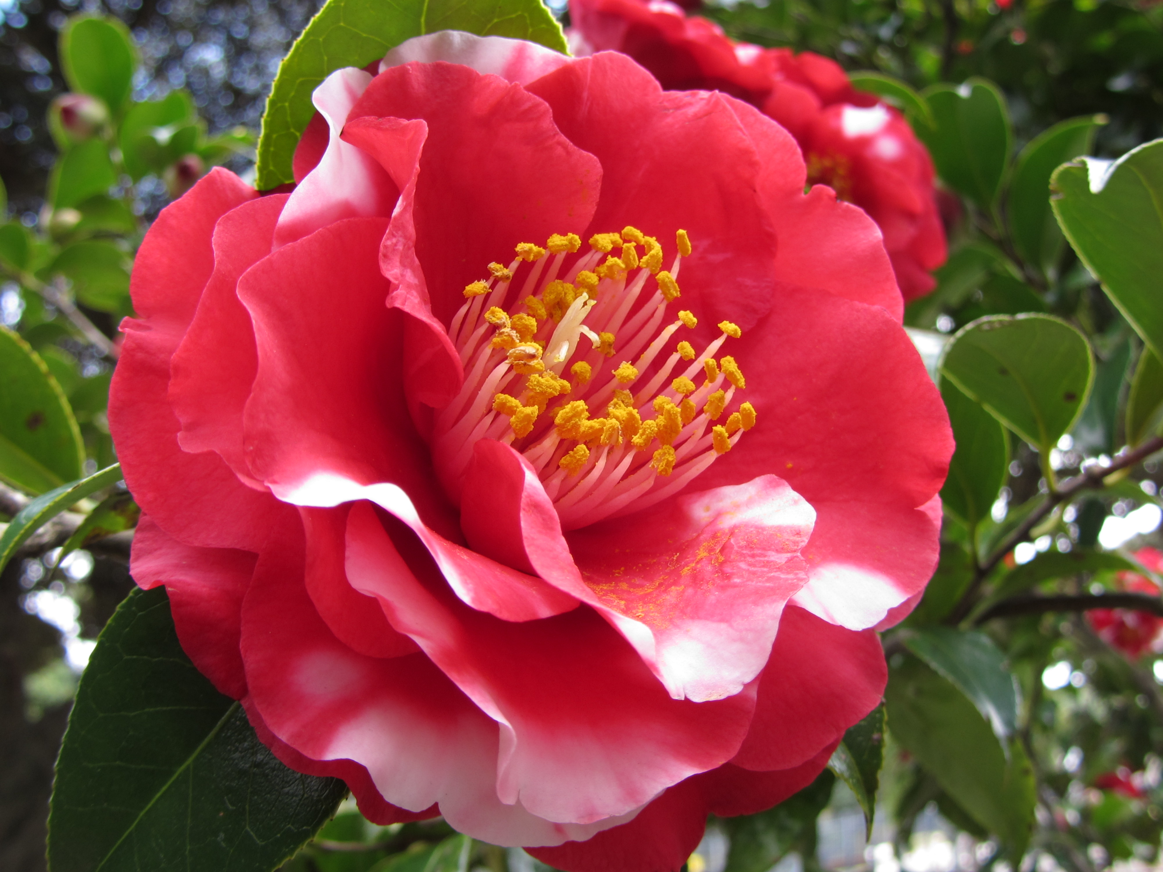 <b>クリエイティブフィルターモード:魚眼風（小） / PowerShot SX230 HS / 1.9MB / 4,000×3,000 / 1/60秒 / F3.5 / 0.0EV / ISO100 / WB:オート / 6.1mm</b>