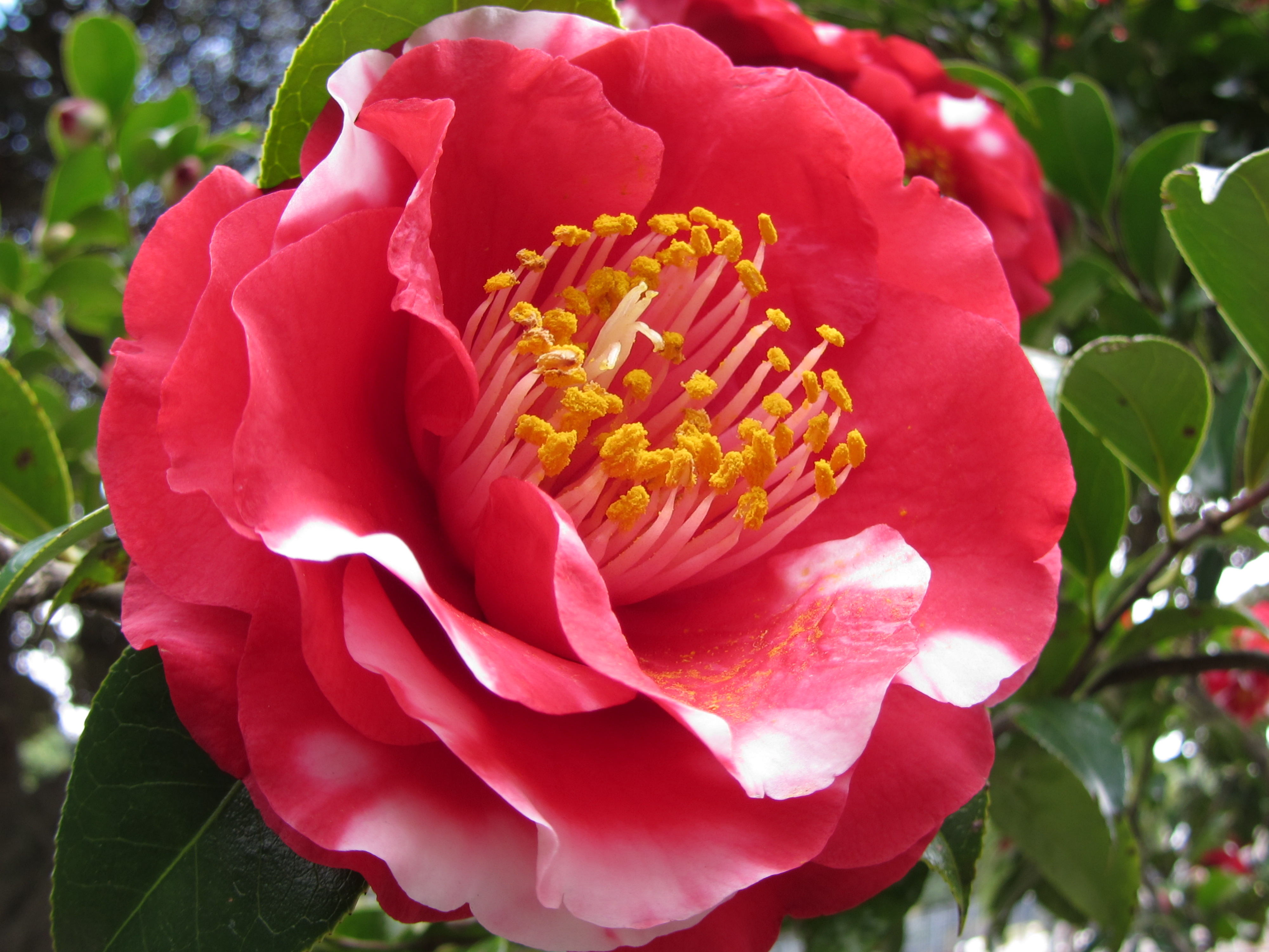 <b>クリエイティブフィルターモード:魚眼風（中） / PowerShot SX230 HS / 1.9MB / 4,000×3,000 / 1/60秒 / F3.5 / 0.0EV / ISO100 / WB:オート / 6.1mm</b>