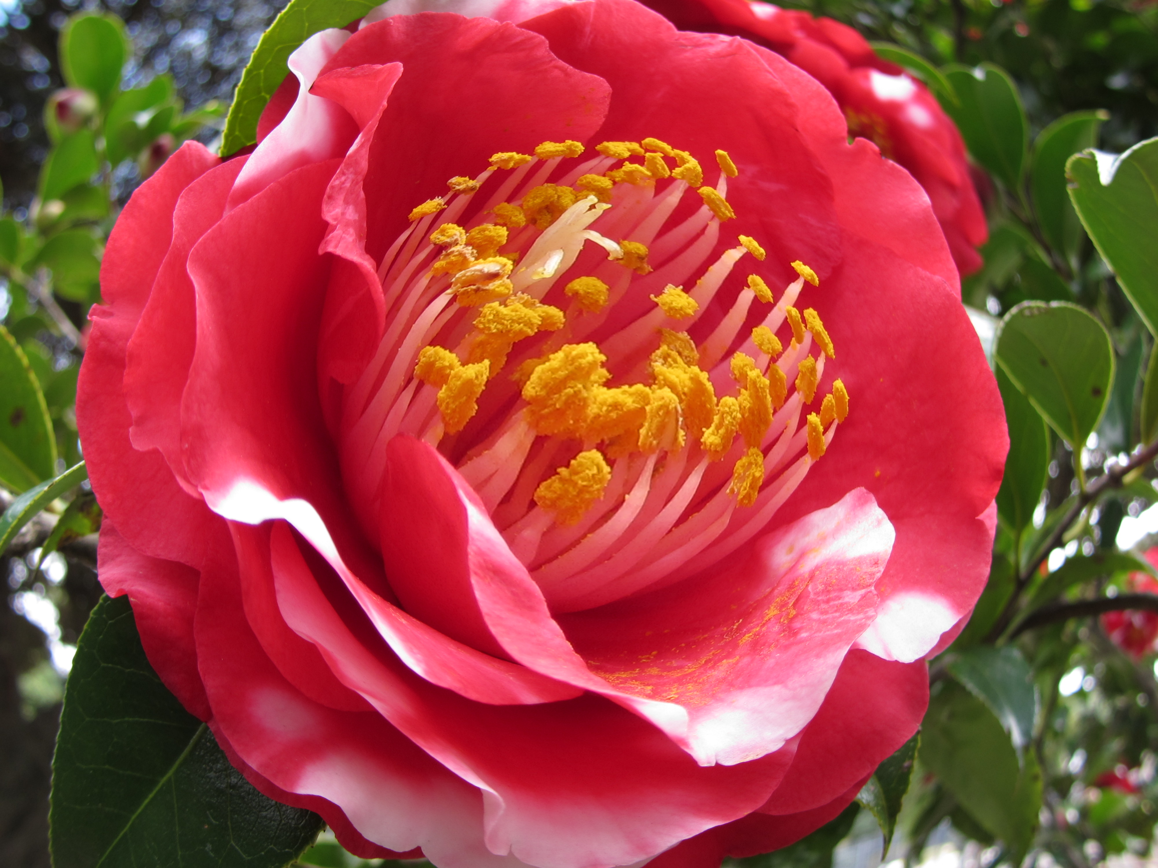 <b>クリエイティブフィルターモード:魚眼風（大） / PowerShot SX230 HS / 2.0MB / 4,000×3,000 / 1/60秒 / F3.5 / 0.0EV / ISO100 / WB:オート / 6.1mm</b>