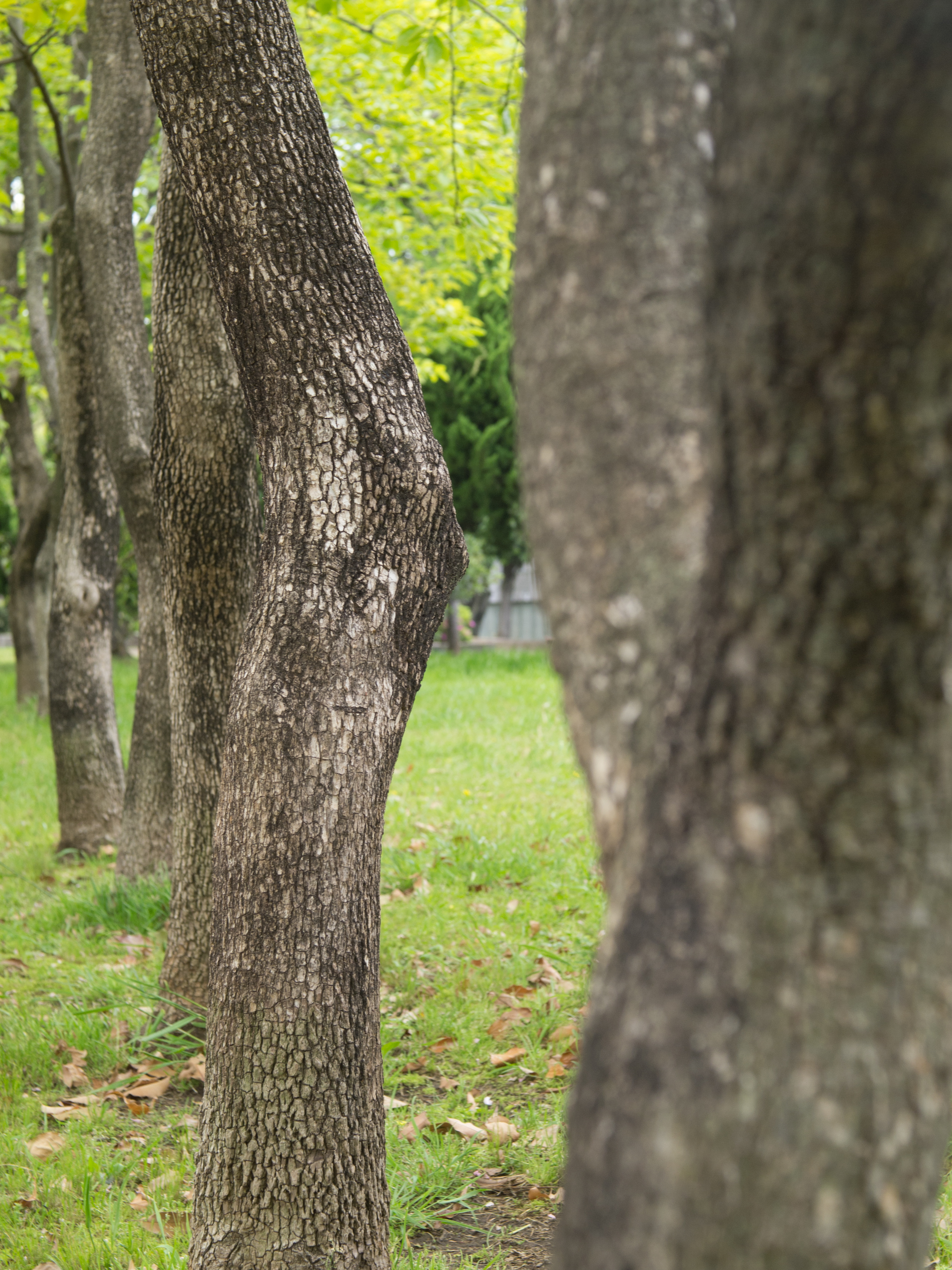 <b>E-PL2 / クセノン40mm F1.9 / 4,032×3,024 / 1/60秒 / F5.6 / 0EV / ISO200 / WB:オート / 40mm</b>