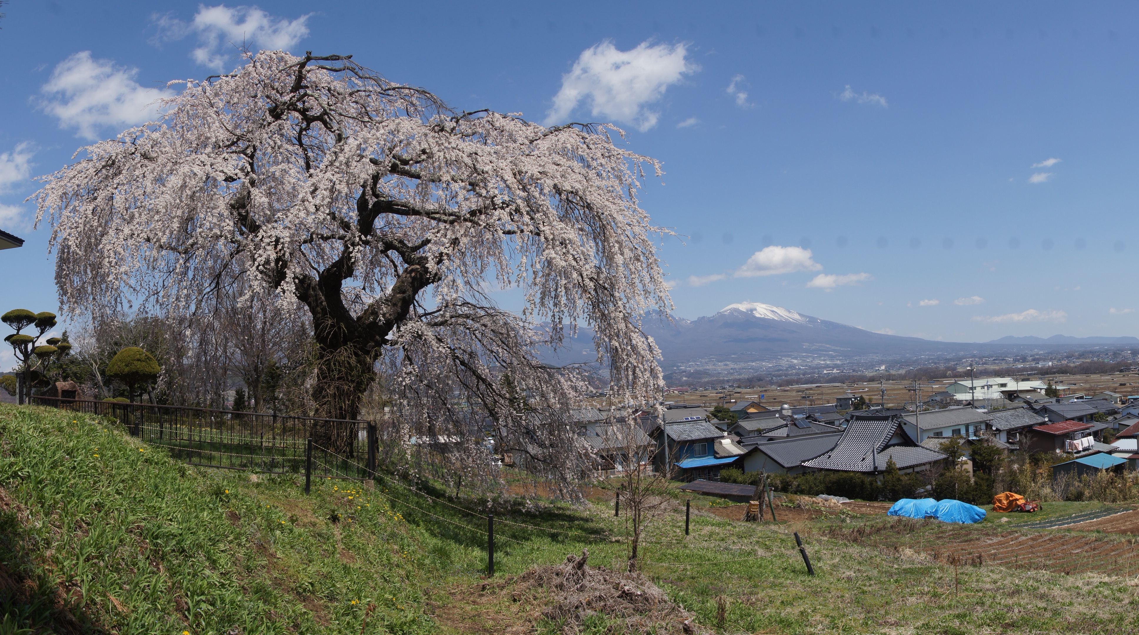 <b>失敗例4：画面中央にゴミが付着したままスイングパノラマ
        <br>長野県佐久市の「関所破りの桜」。１枚写真だと柵など余計なものをできるだけ写し込まないようにするのだが、桜のある周囲の状況がわかるようにとスイングパノラマで撮影してみたが、家に帰って愕然。画面中央にゴミが付着していたので、スイングパノラマ撮影ではそれが繰り返し記録されていたのだ。通常撮影に比べ、ゴミの付着のダメージは遙かに大きい
        <br>α55 / DT 16-80mm F3.5-4.5 ZA / 3,872×2,160 / 1/200秒 / F10 / 0EV / ISO100 / スイングパノラマ / WB:オート / 18mm</b>