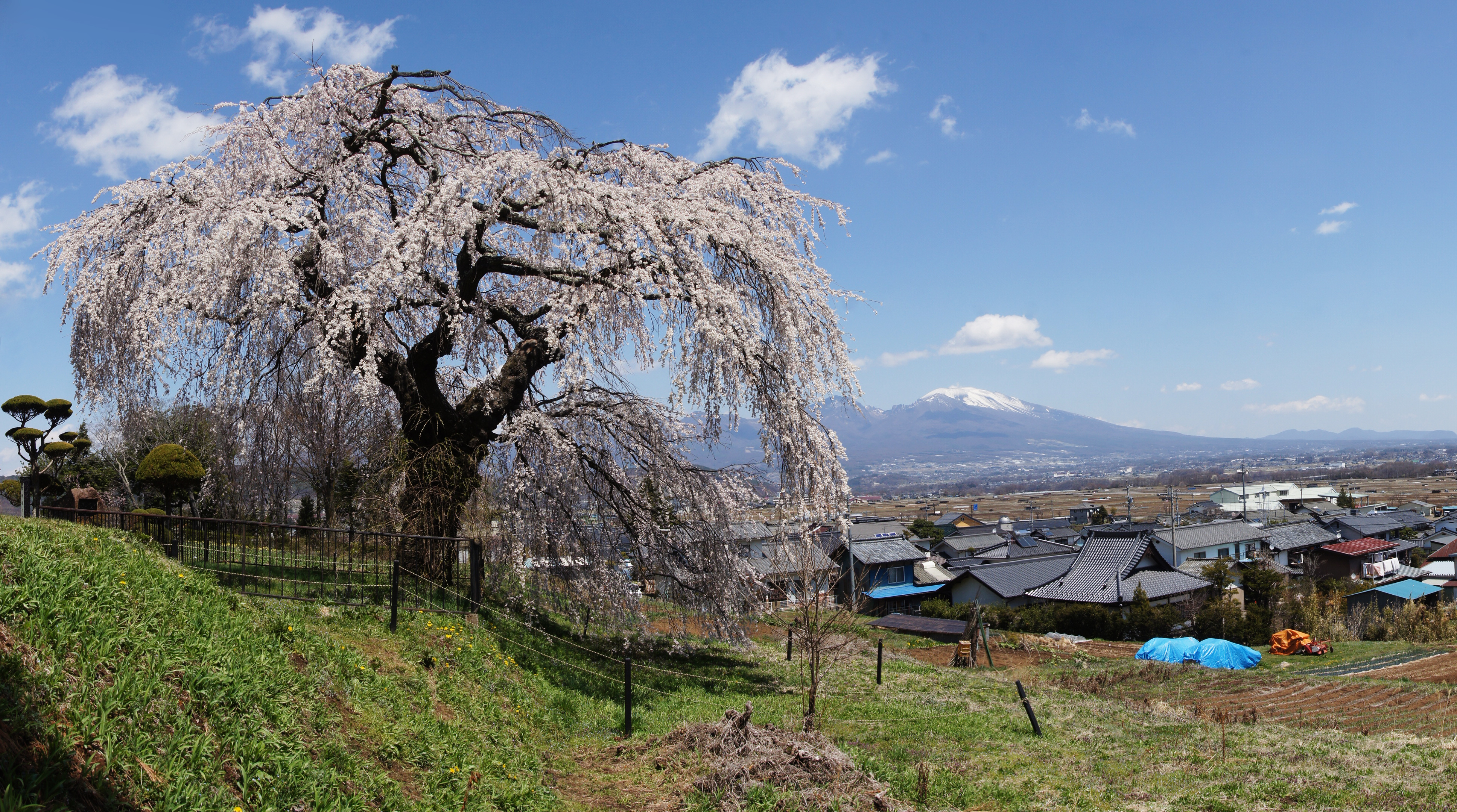 <b>せっかくの桜がこのままでは台無しなので、Photoshopのコピースタンプツールでゴミの影をひとつひとつ修正。とりあえず、パッと見には無問題になったものの、絵柄によってはかなり補正に苦労するかも。スイングパノラマ撮影前には、ゴミが付着していないか、しっかりチェックしておくのが無難だ</b>