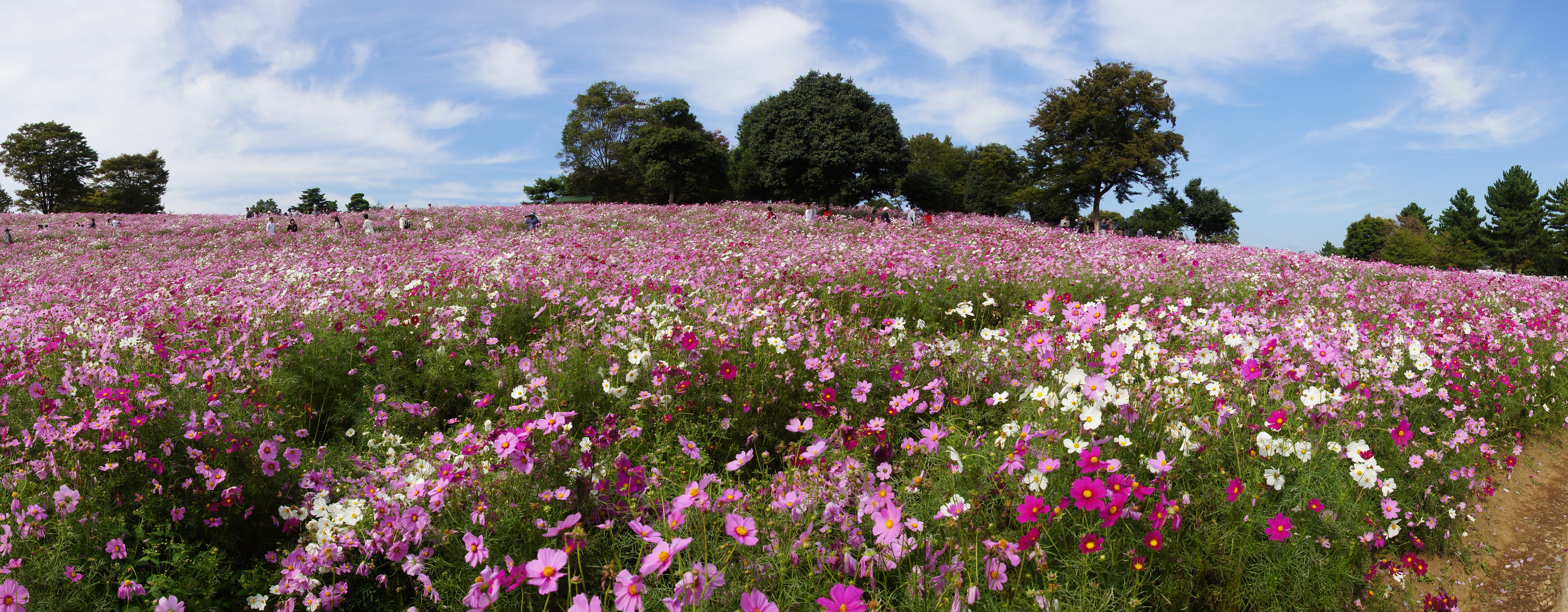 <b>α55 / DT 16-80mm F3.5-4.5 ZA / 5,536×2,160 / 1/160秒 / F9 / -0.3EV / ISO100 / スイングパノラマ / WB:太陽光 / 16mm</b>