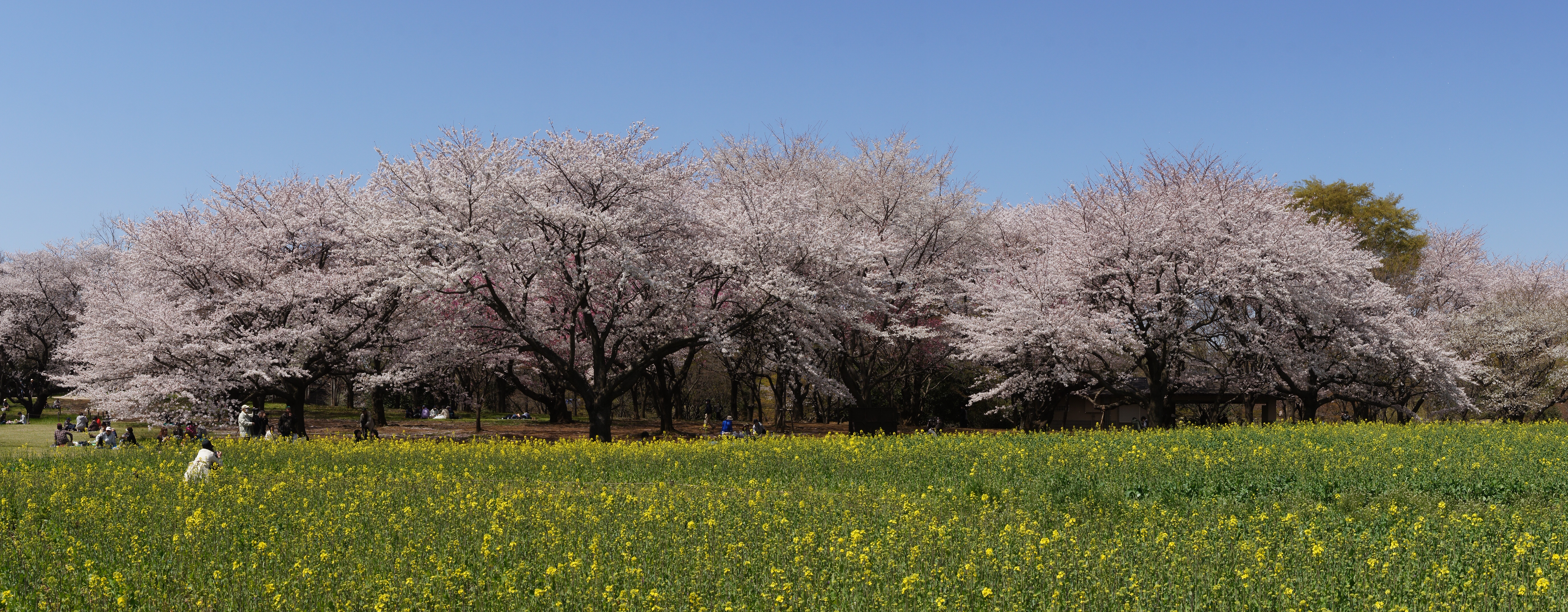 <b>α55 / DT 16-80mm F3.5-4.5 ZA / 5,536×2,160 / 1/200秒 / F10 / 0EV / ISO100 / スイングパノラマ / WB:オート / 30mm</b>