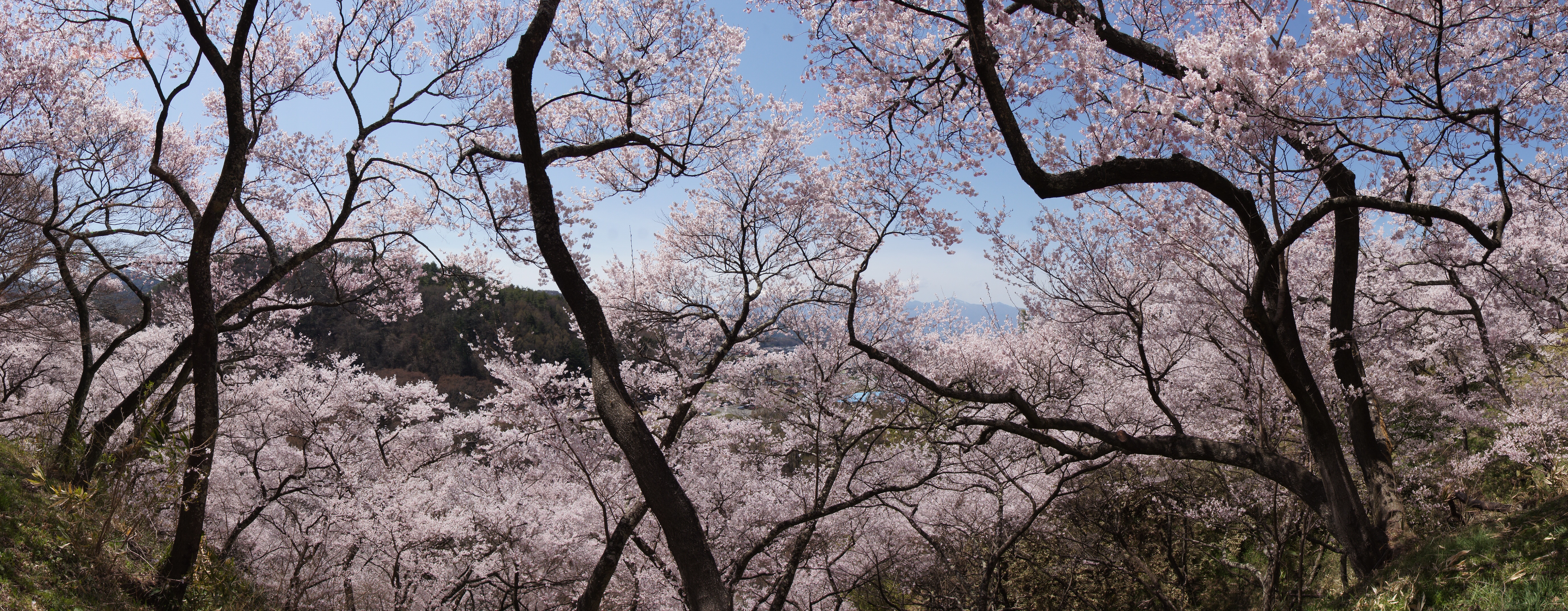 <b>α55 / DT 11-18mm F4.5-5.6 / 5,536×2,160 / 1/160秒 / F9 / +0.3EV / ISO100 / スイングパノラマ / WB:オート / 15mm</b>