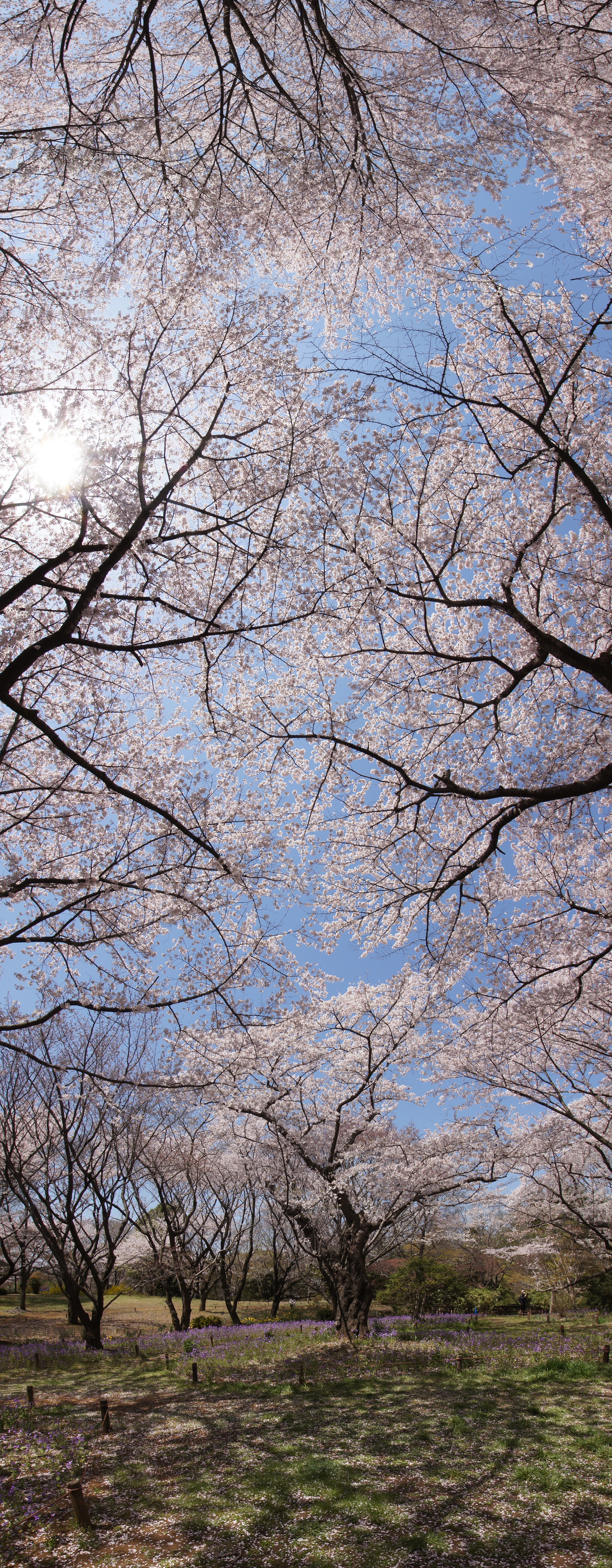 <b>α55 / DT 11-18mm F4.5-5.6 / 2,160×5,536 / 1/160秒 / F9 / +0.3EV / ISO100 / スイングパノラマ / WB:オート / 12mm</b>